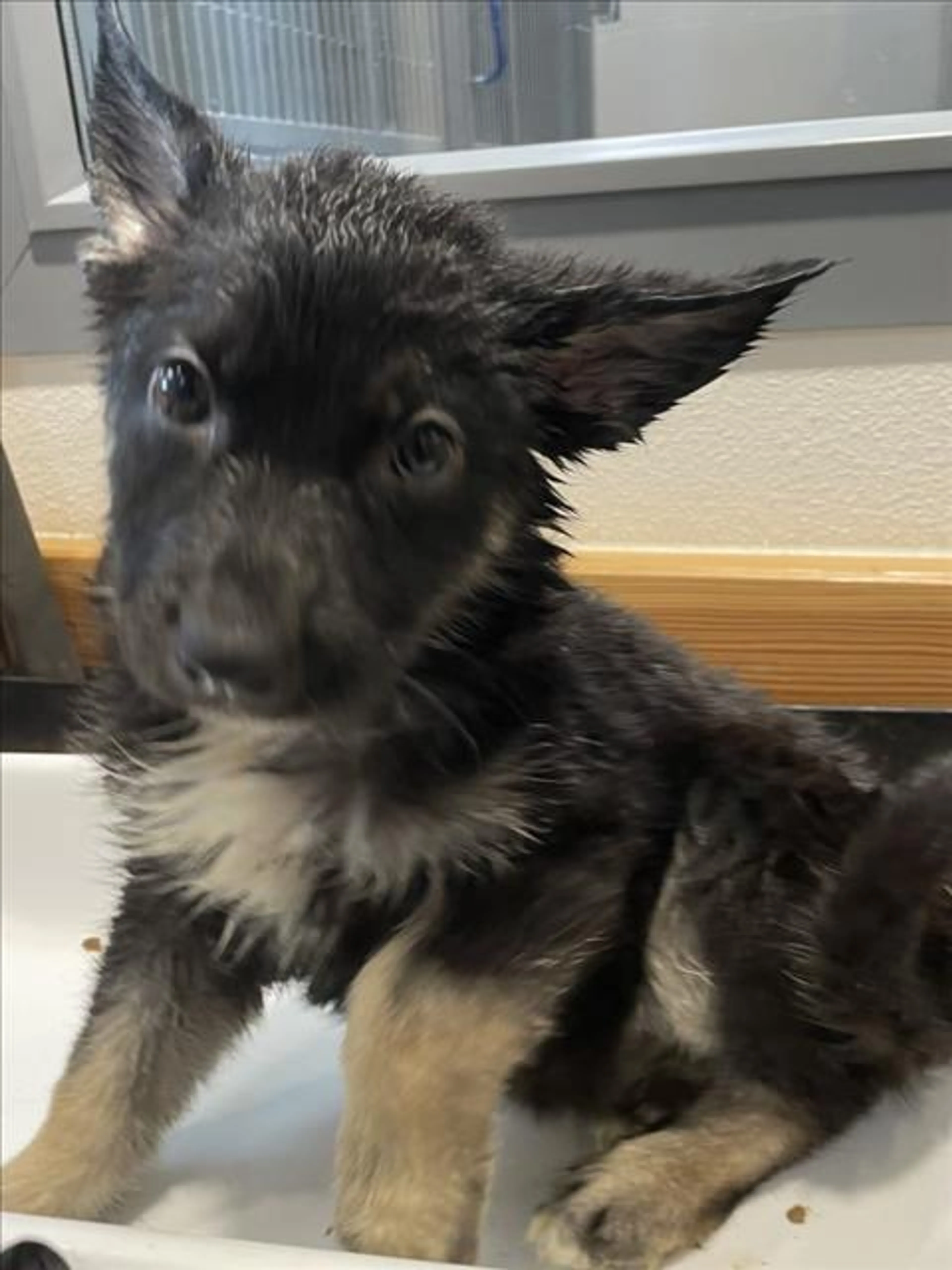 Found pet