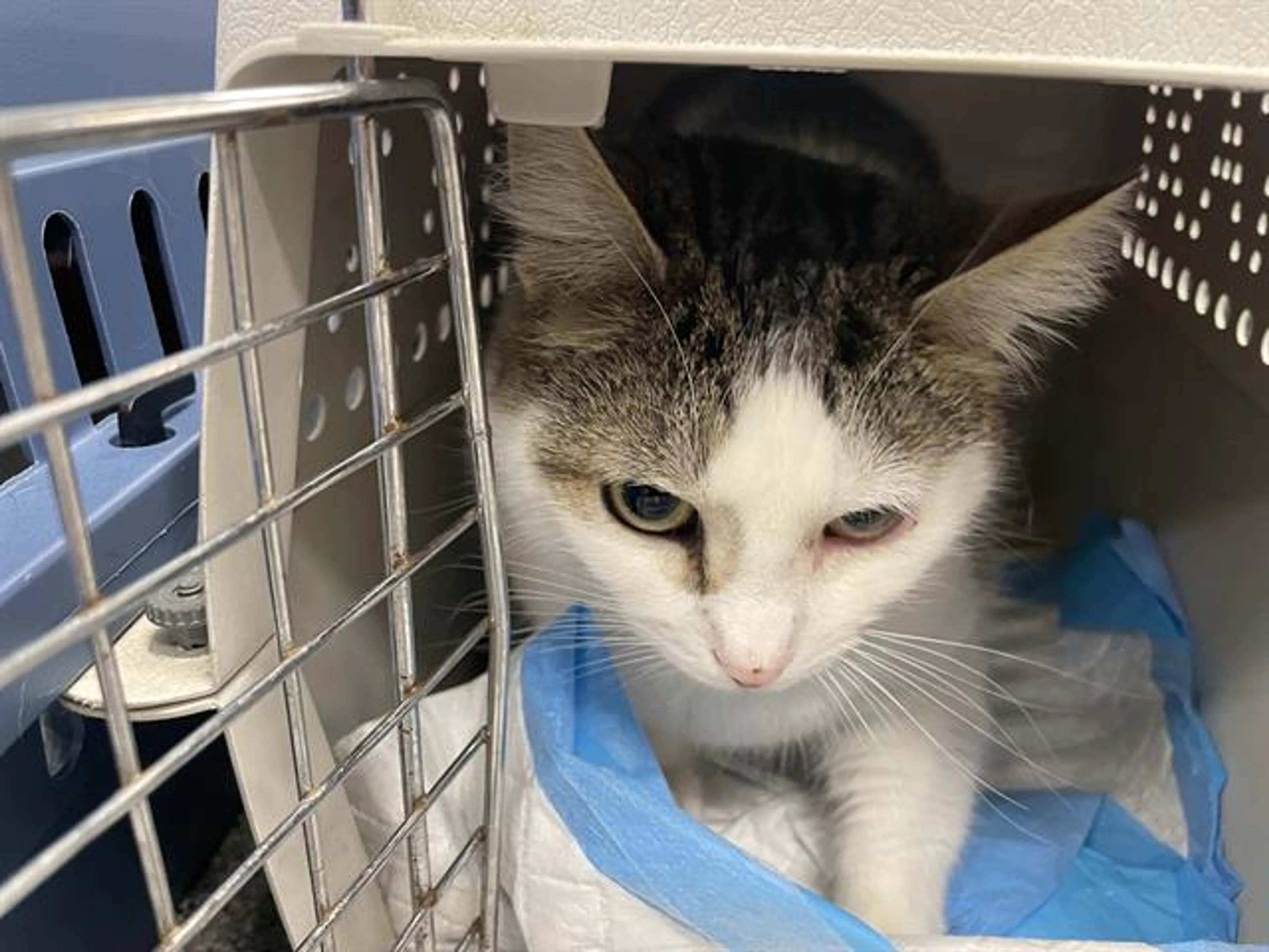 Found pet