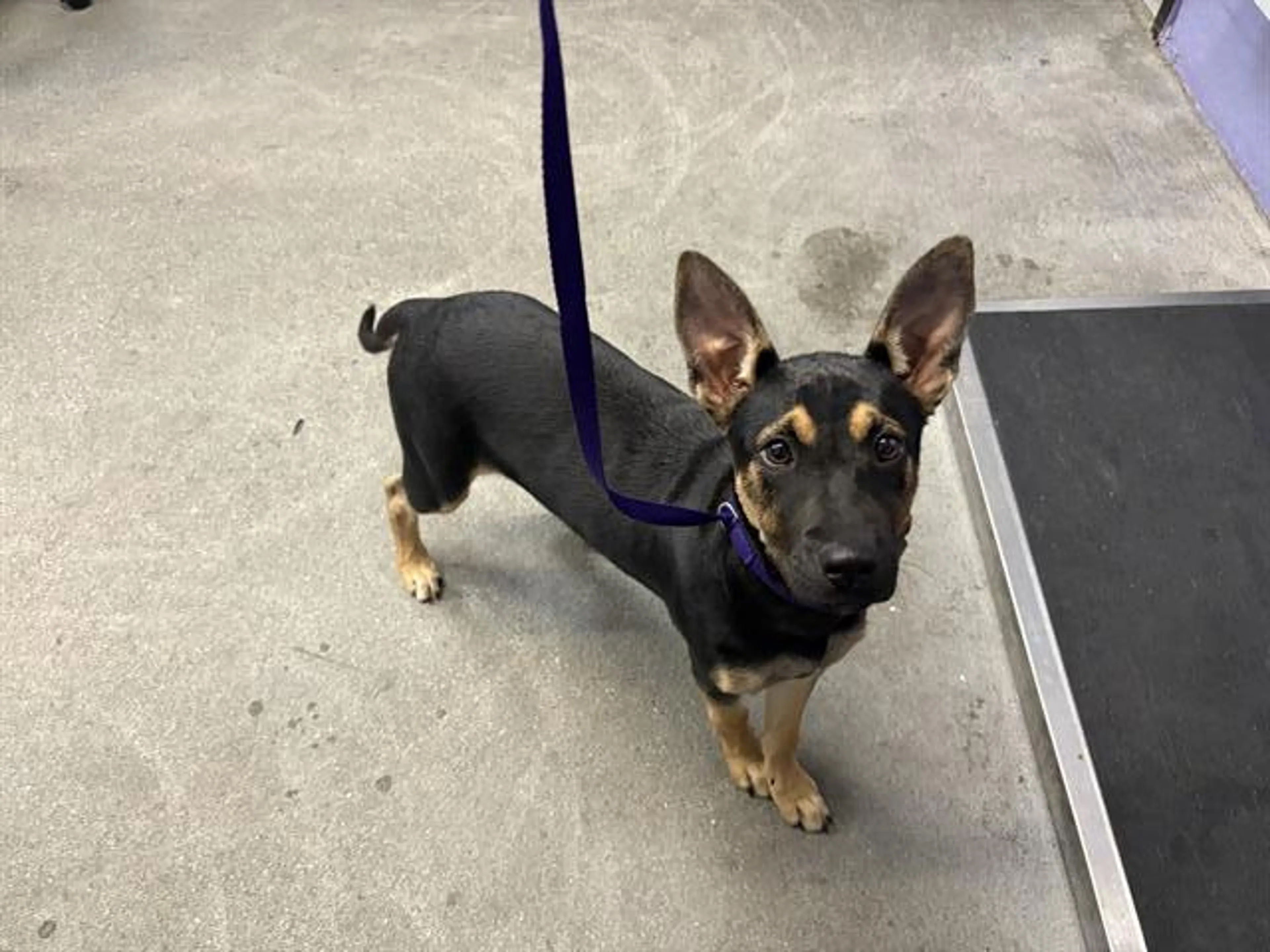 Found pet