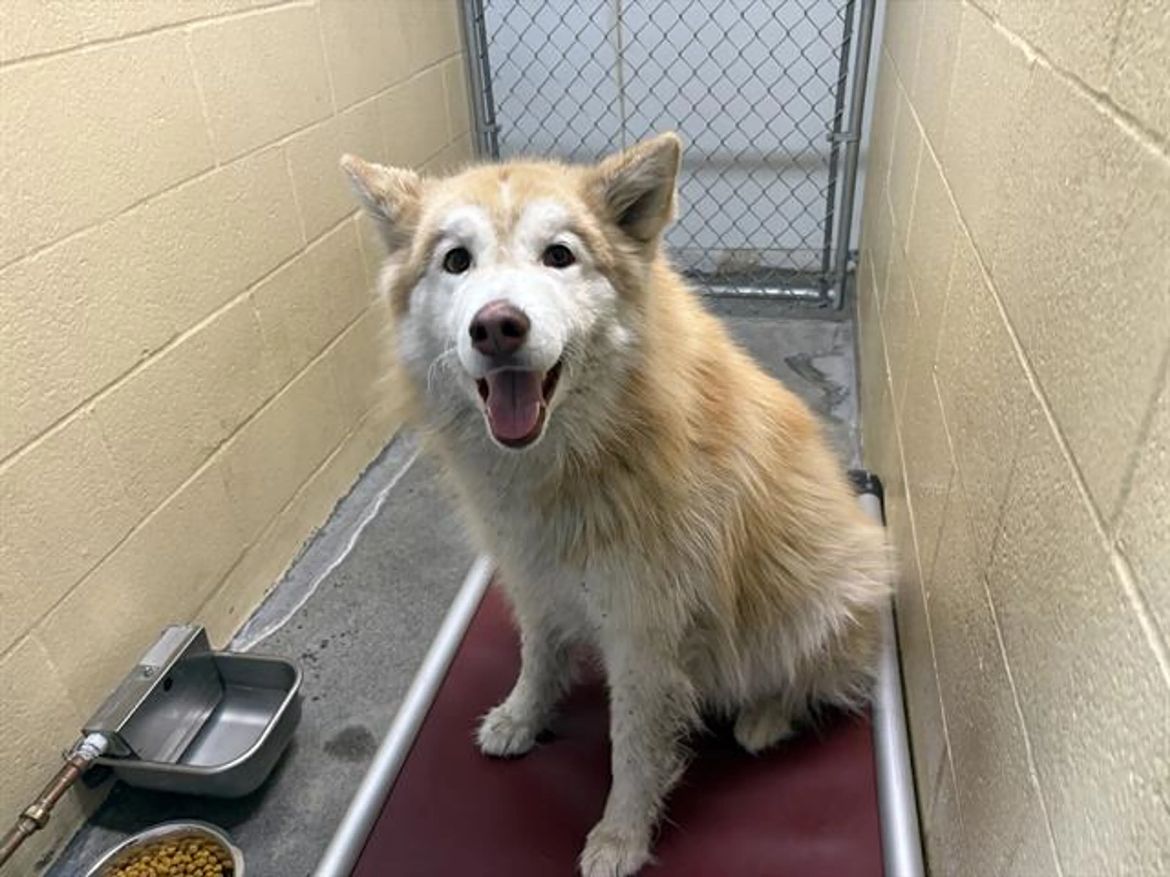 Found pet