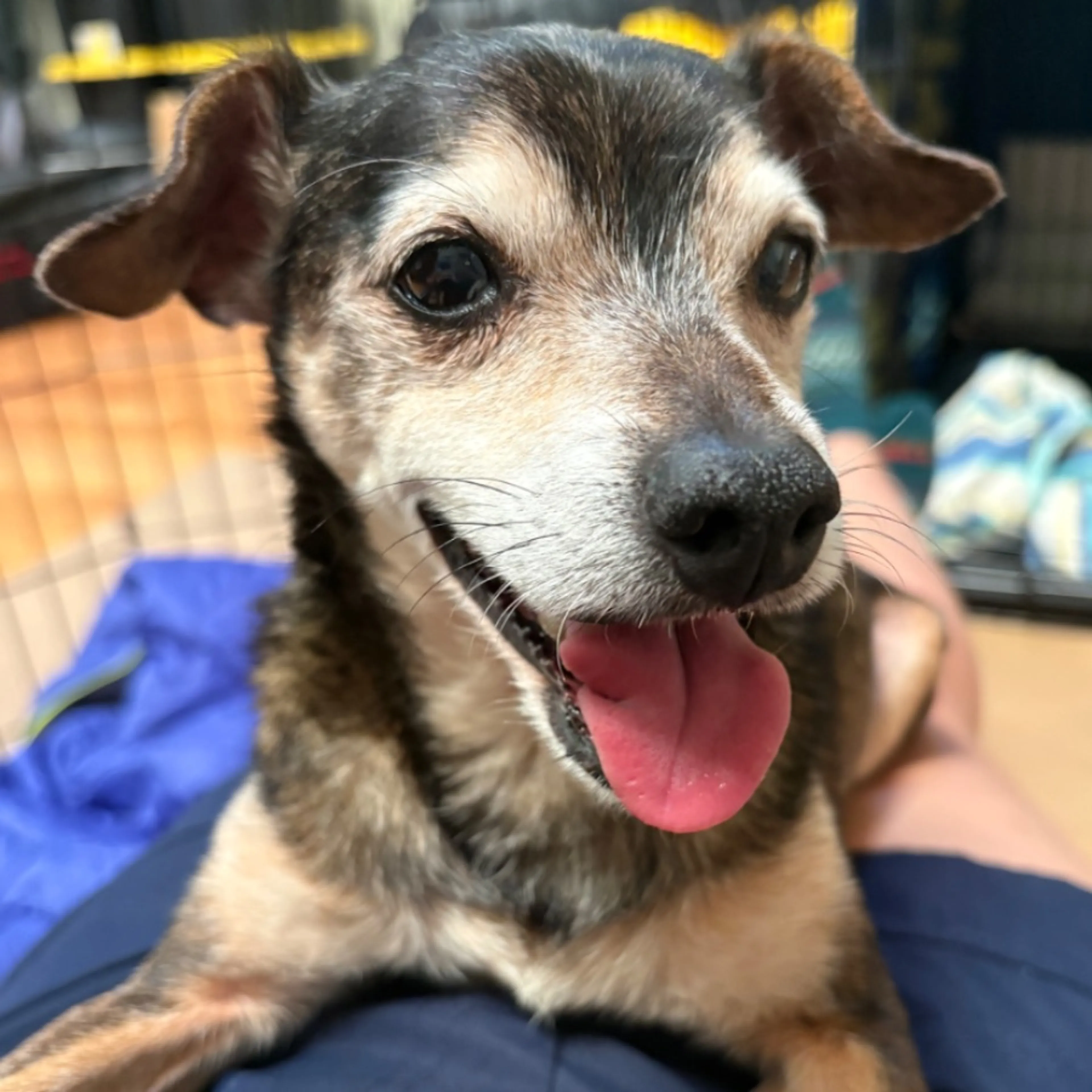 Found pet