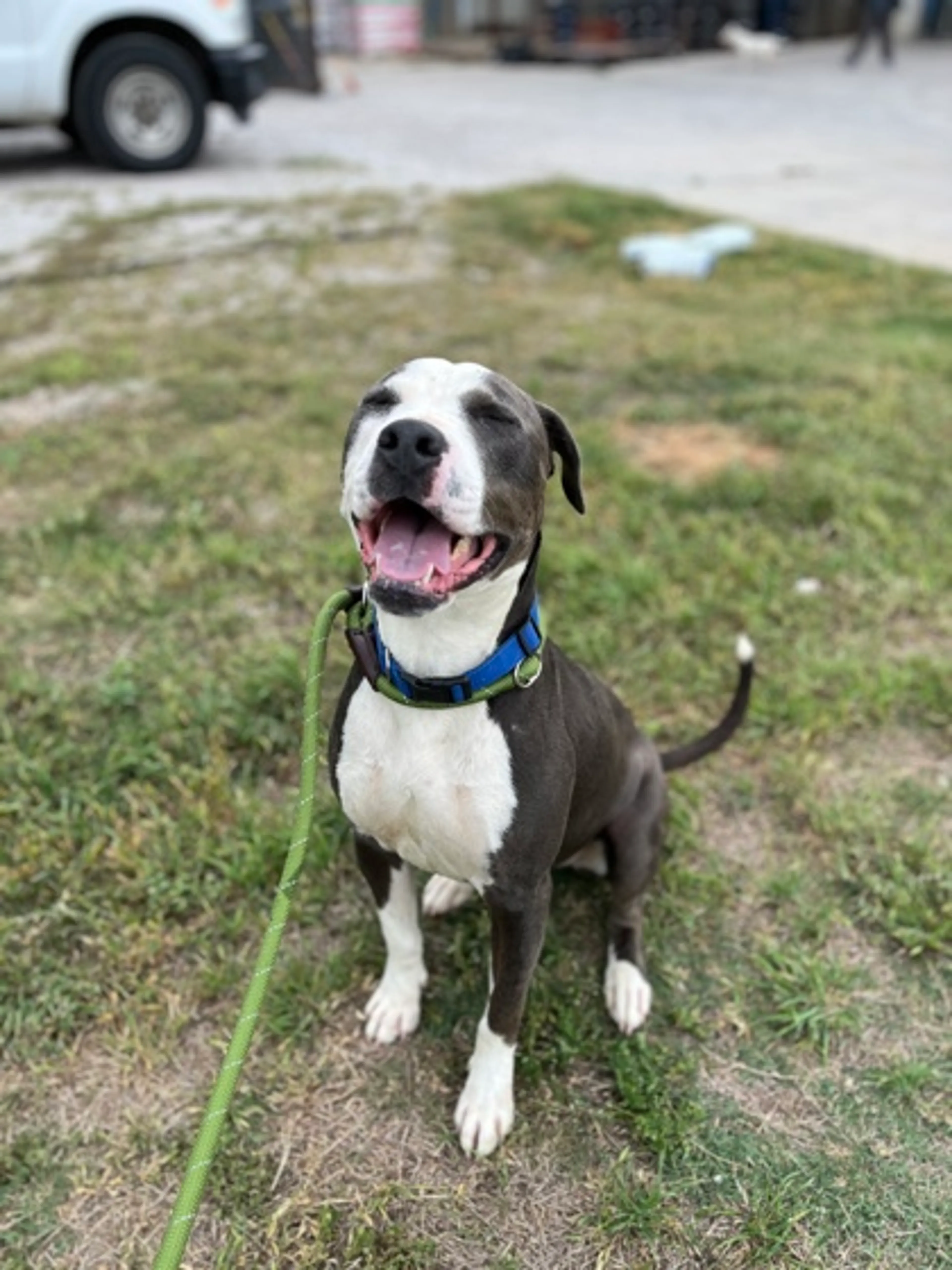 Found pet-1
