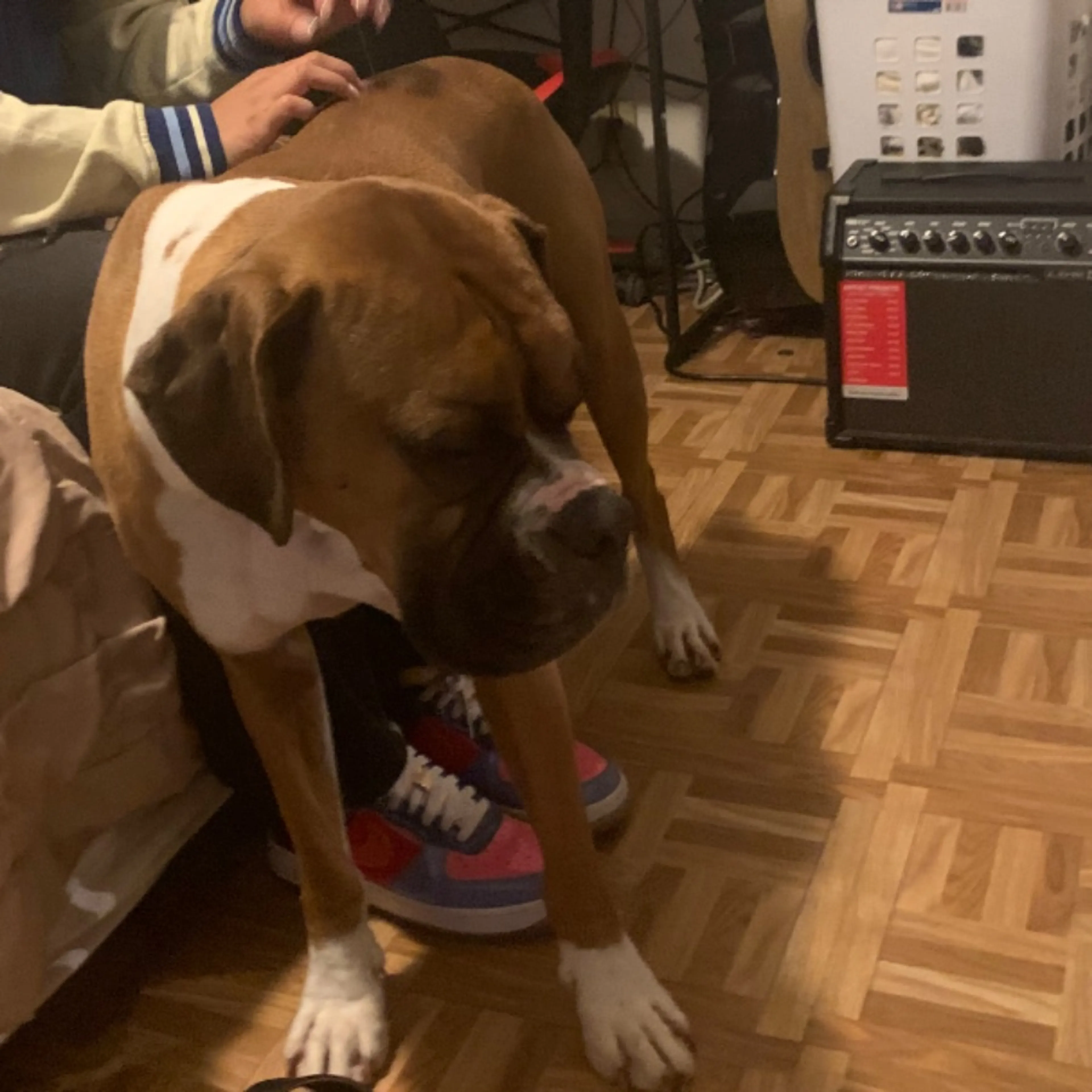 Lost pet