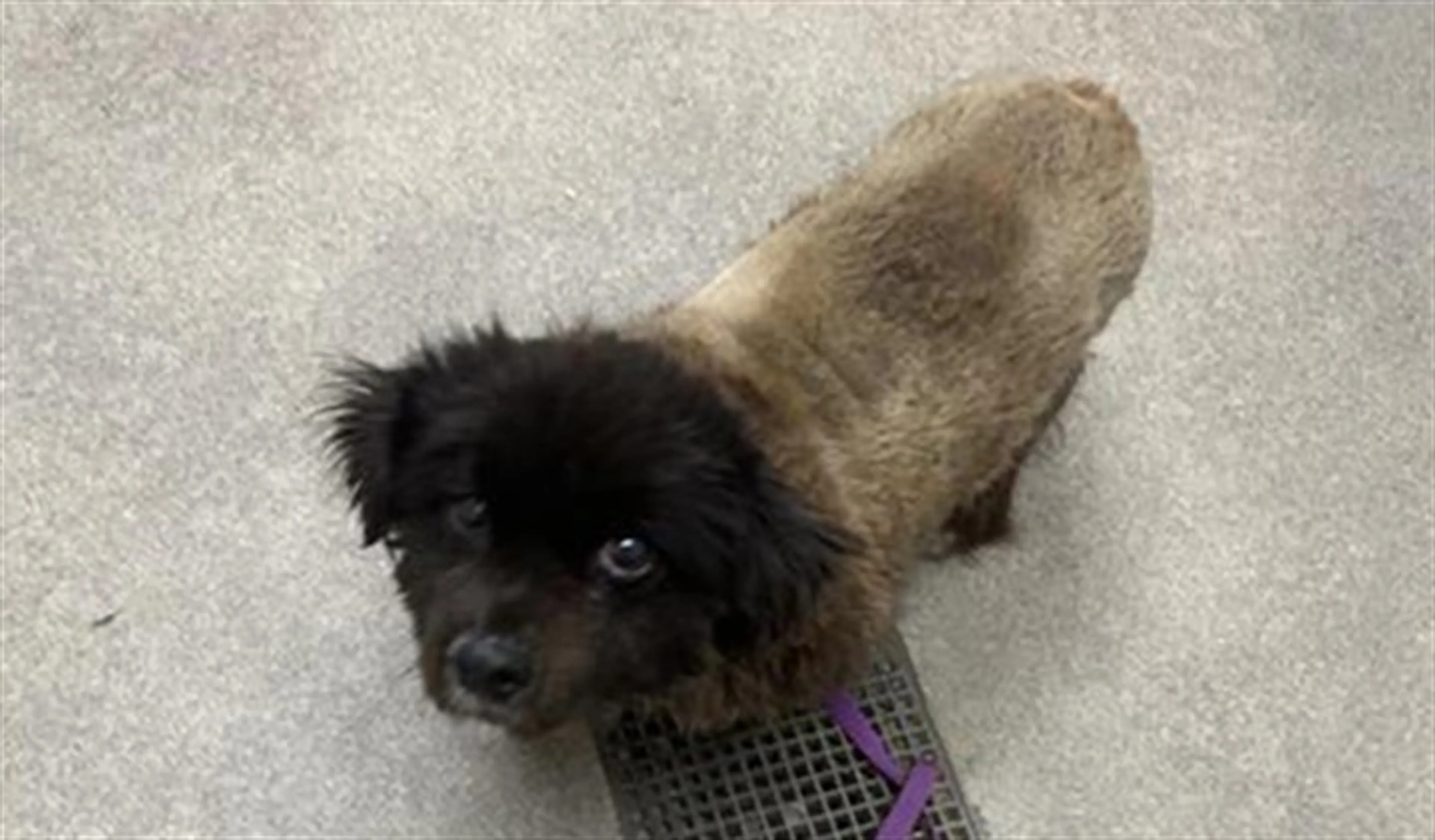 Found pet