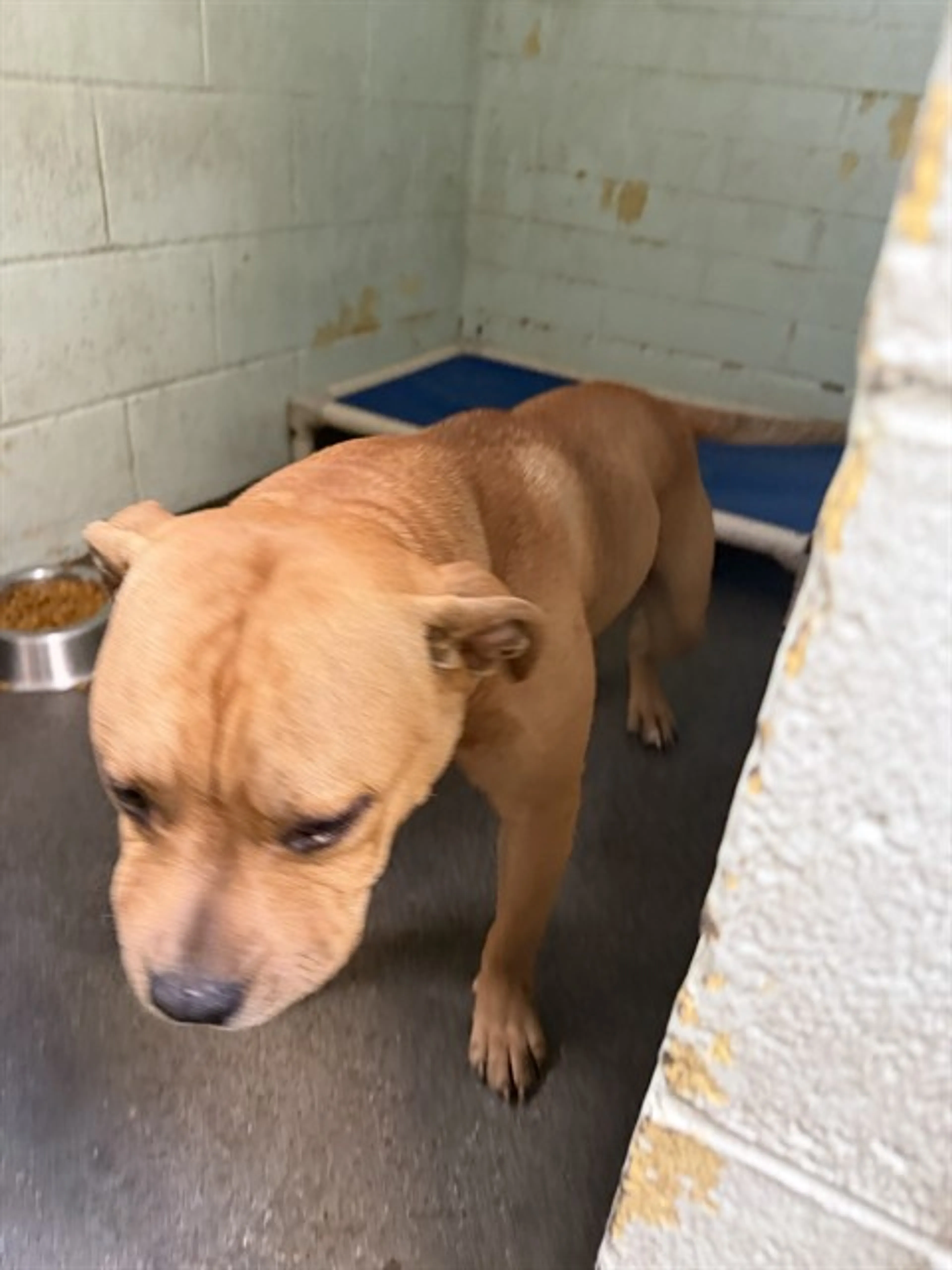 Found pet