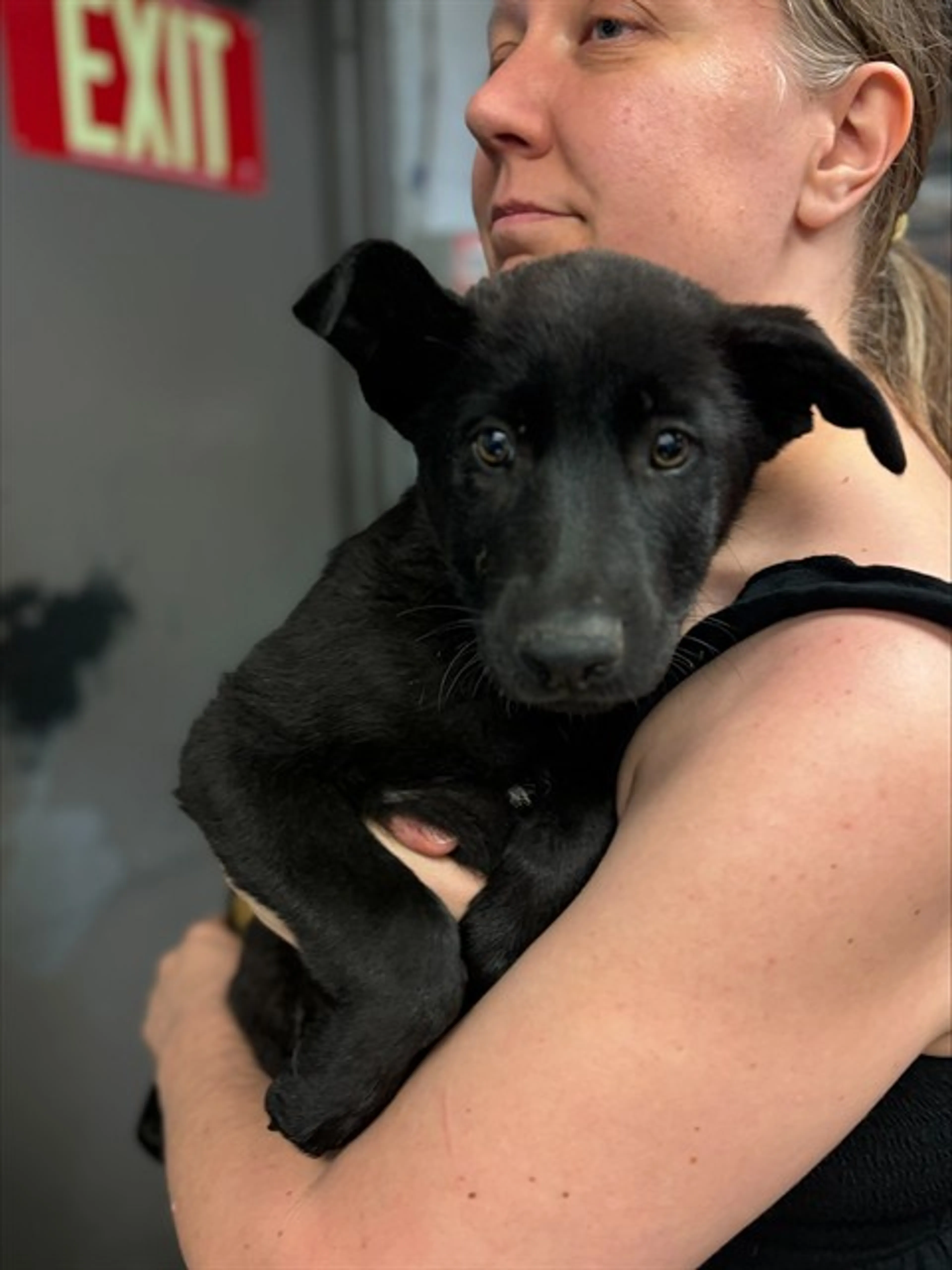 Found pet