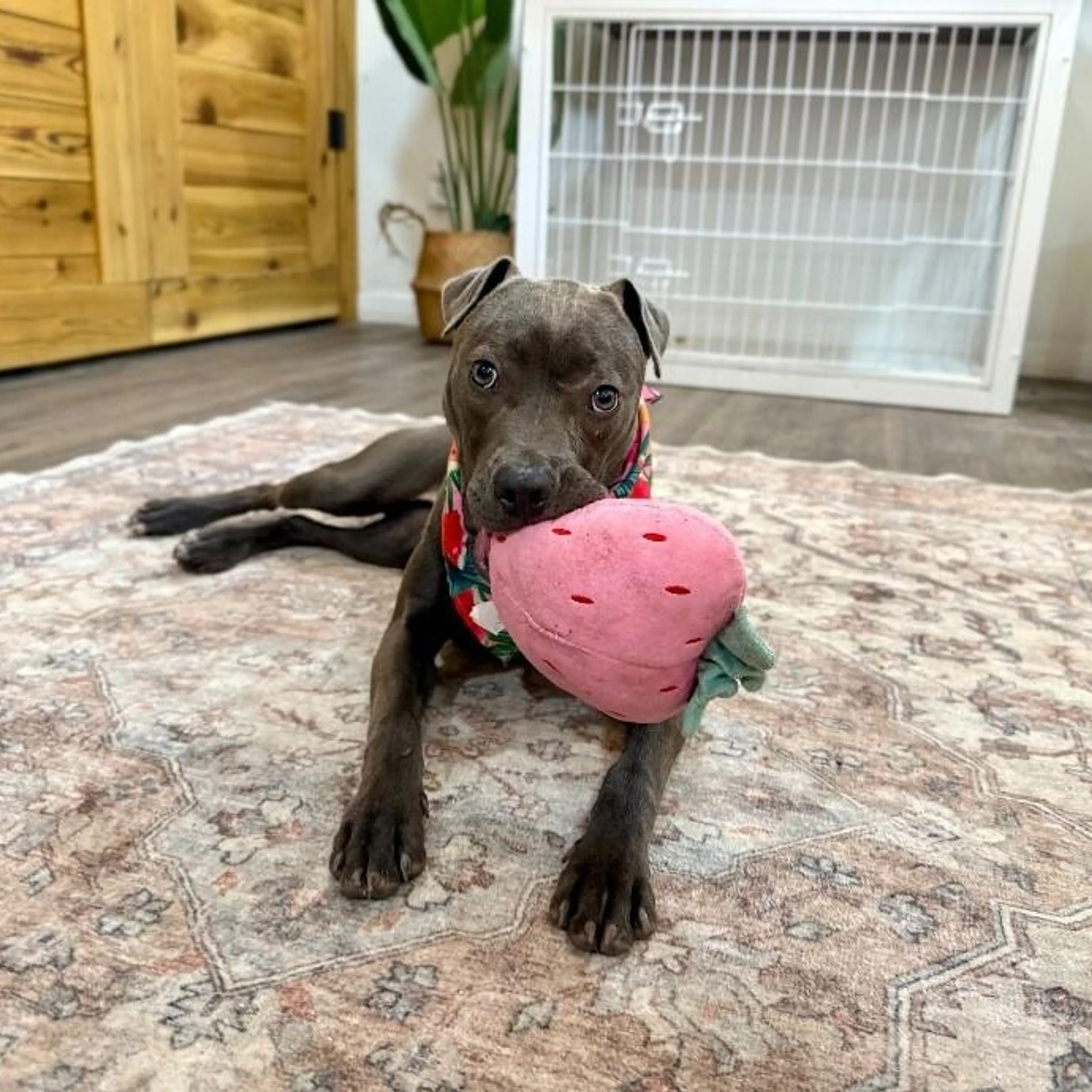 Found pet-4