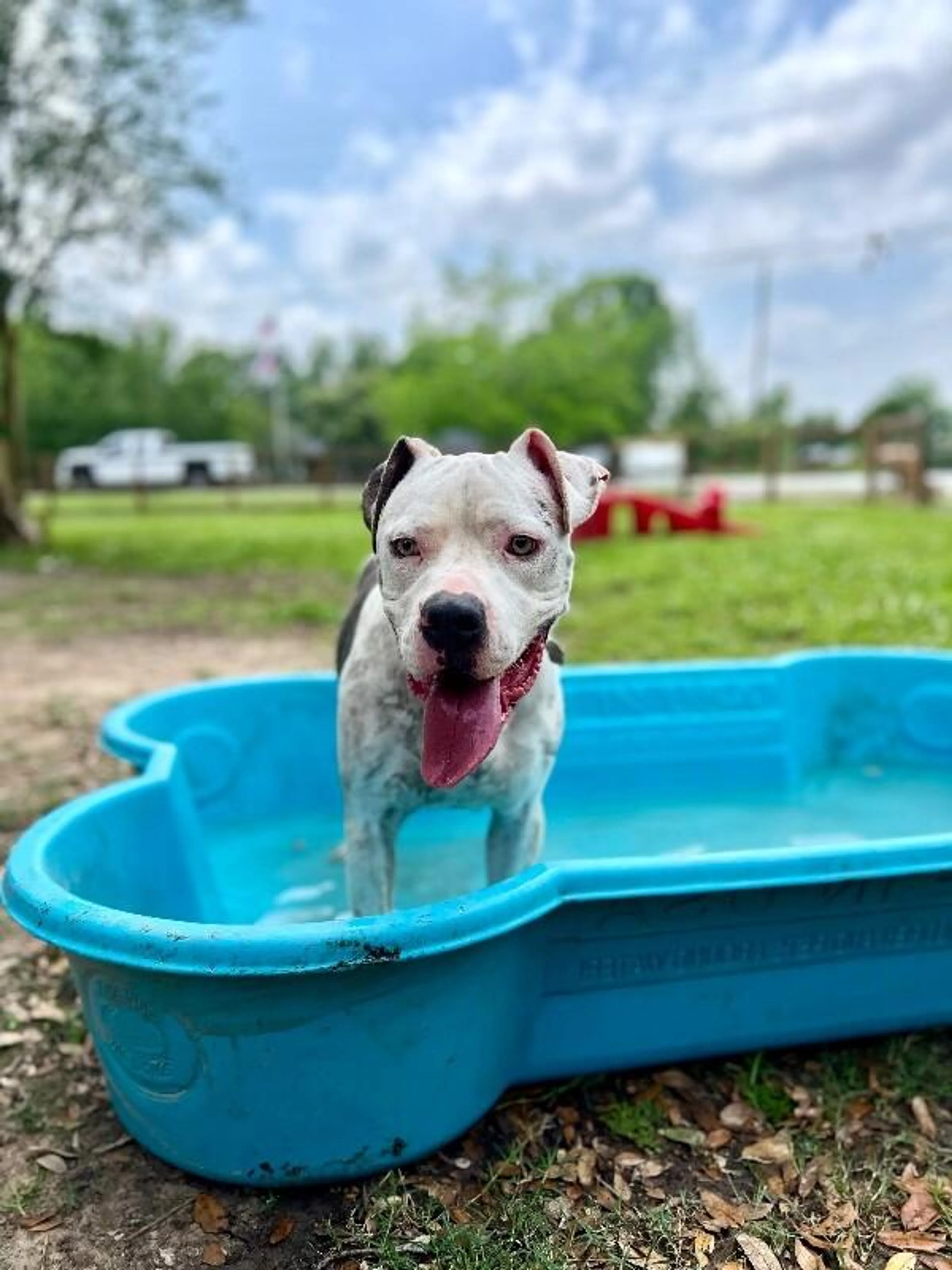 Found pet-3