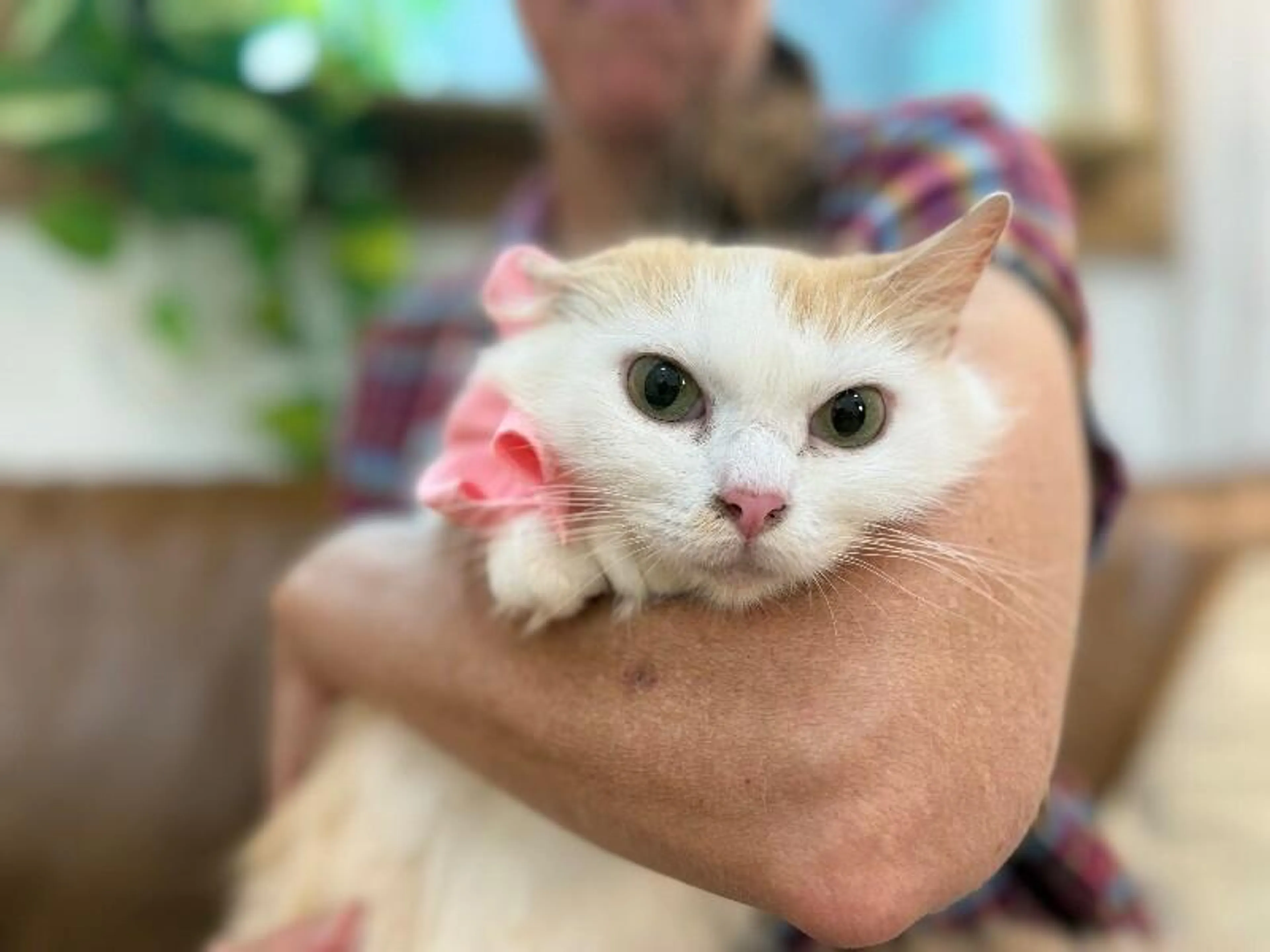 Found pet-3