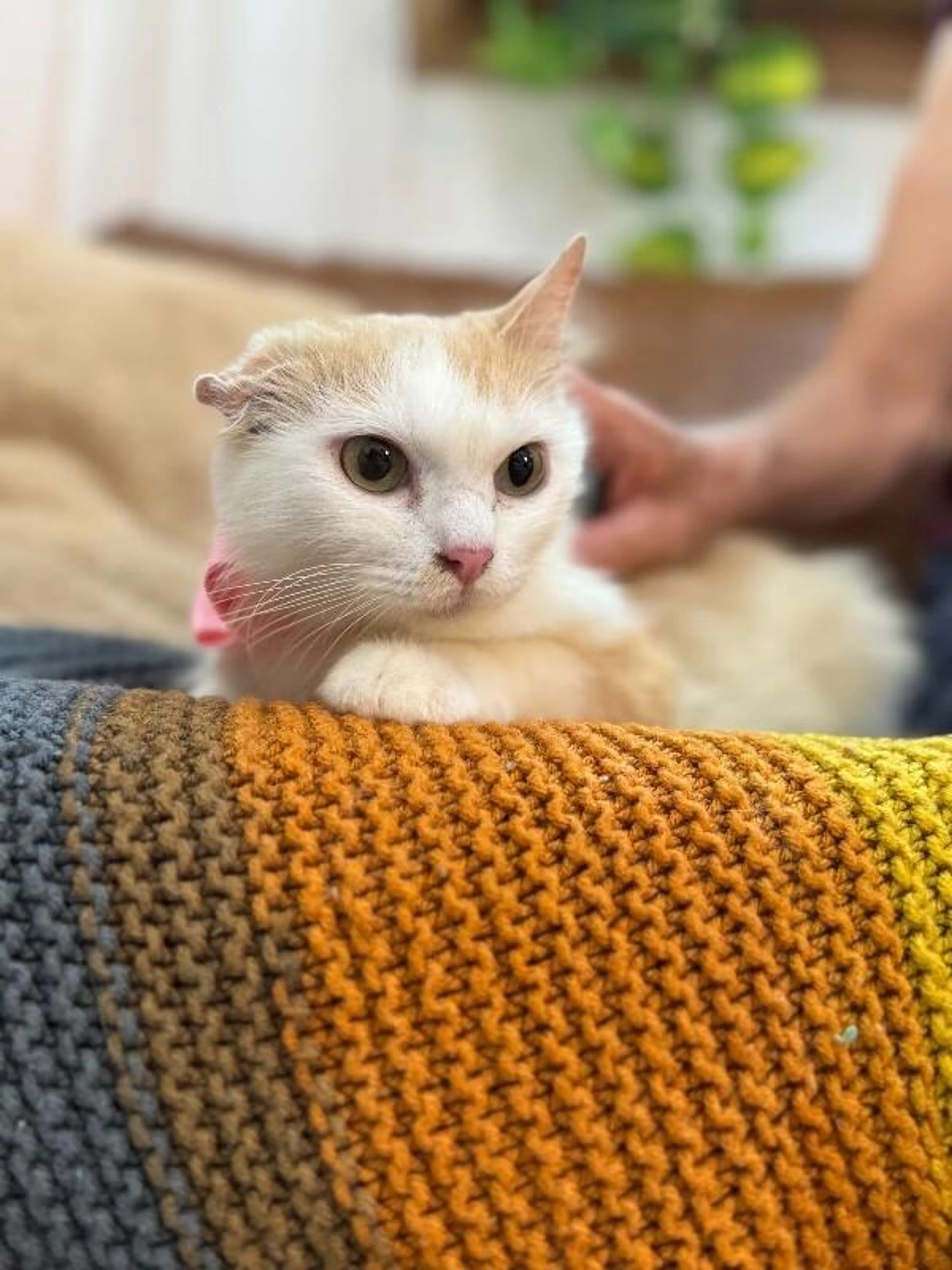 Found pet-5