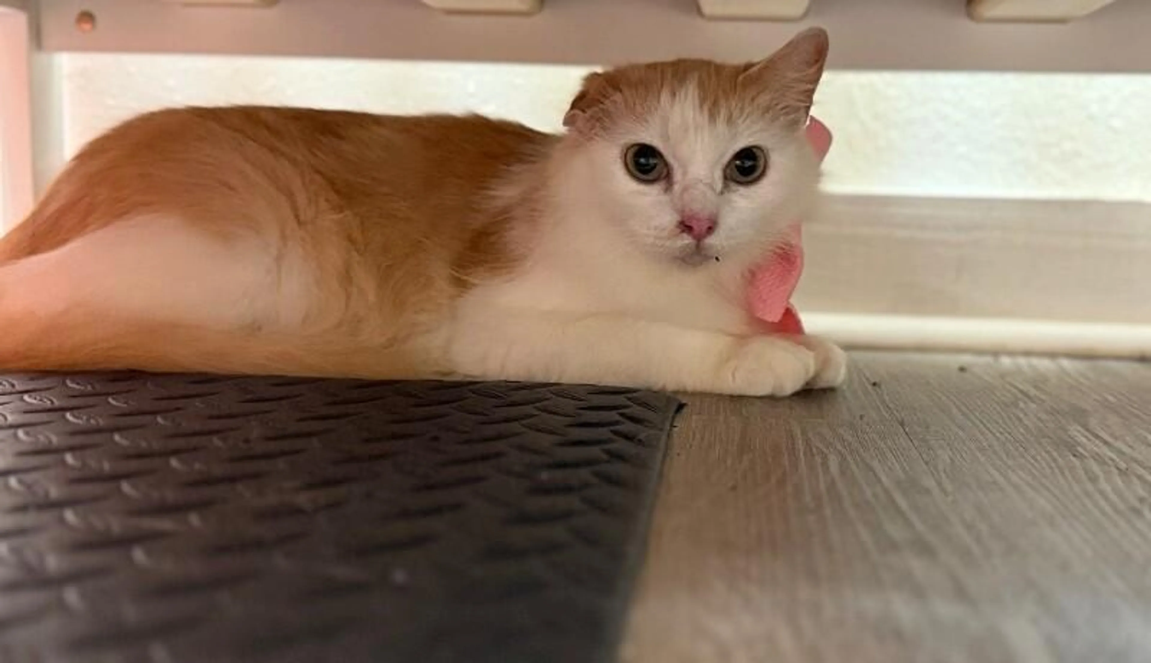 Found pet-4
