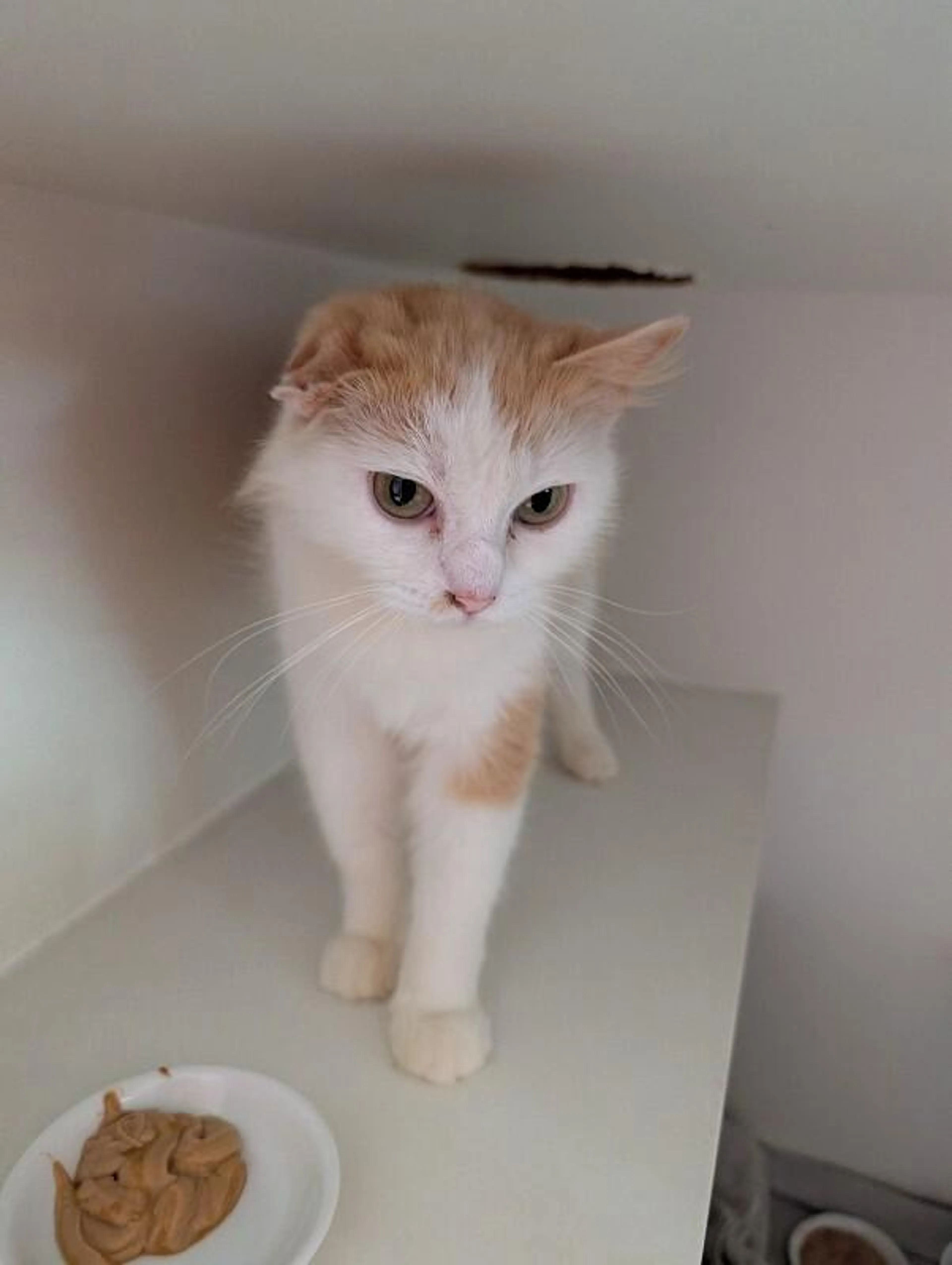 Found pet-2