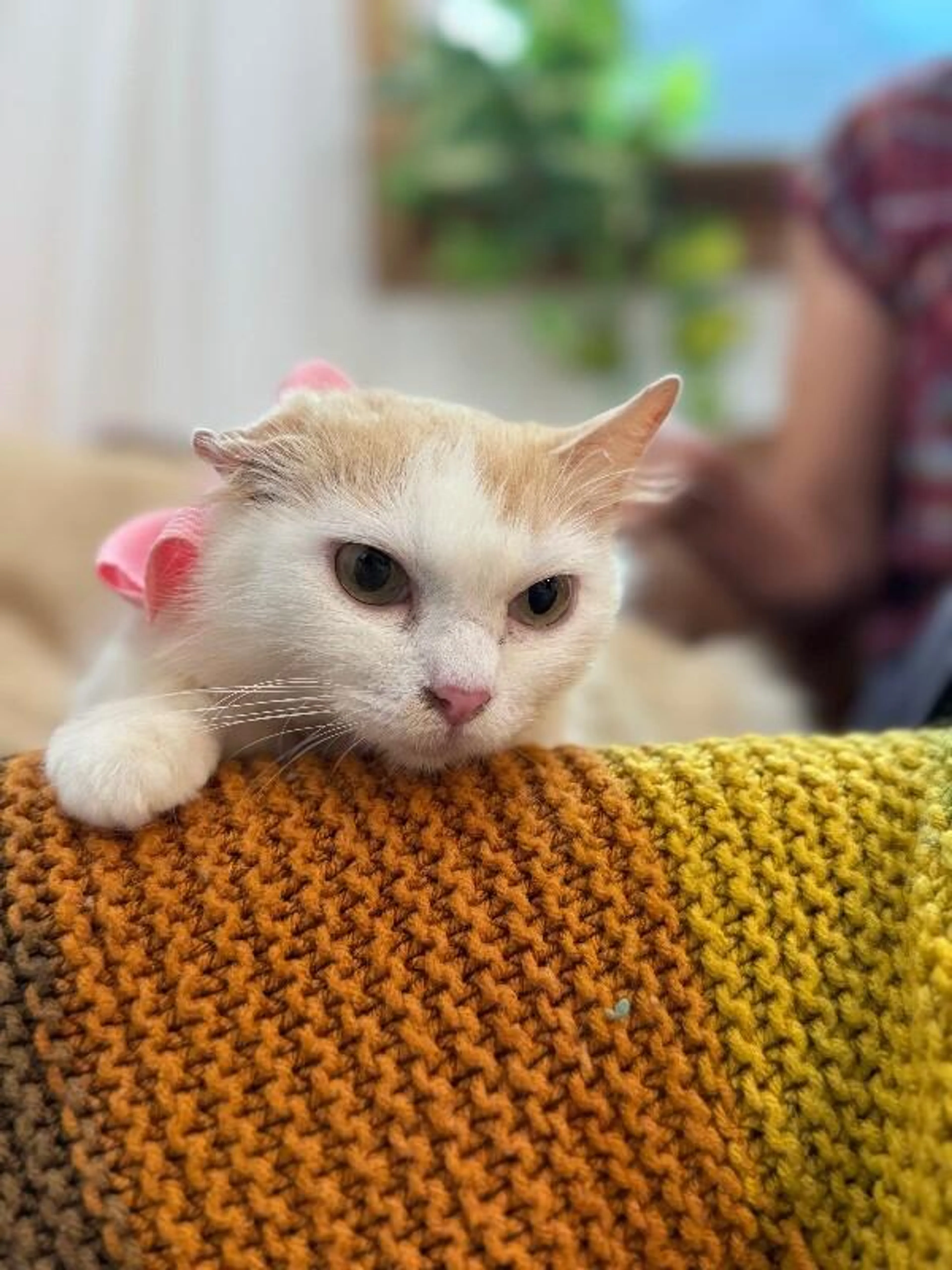 Found pet-0