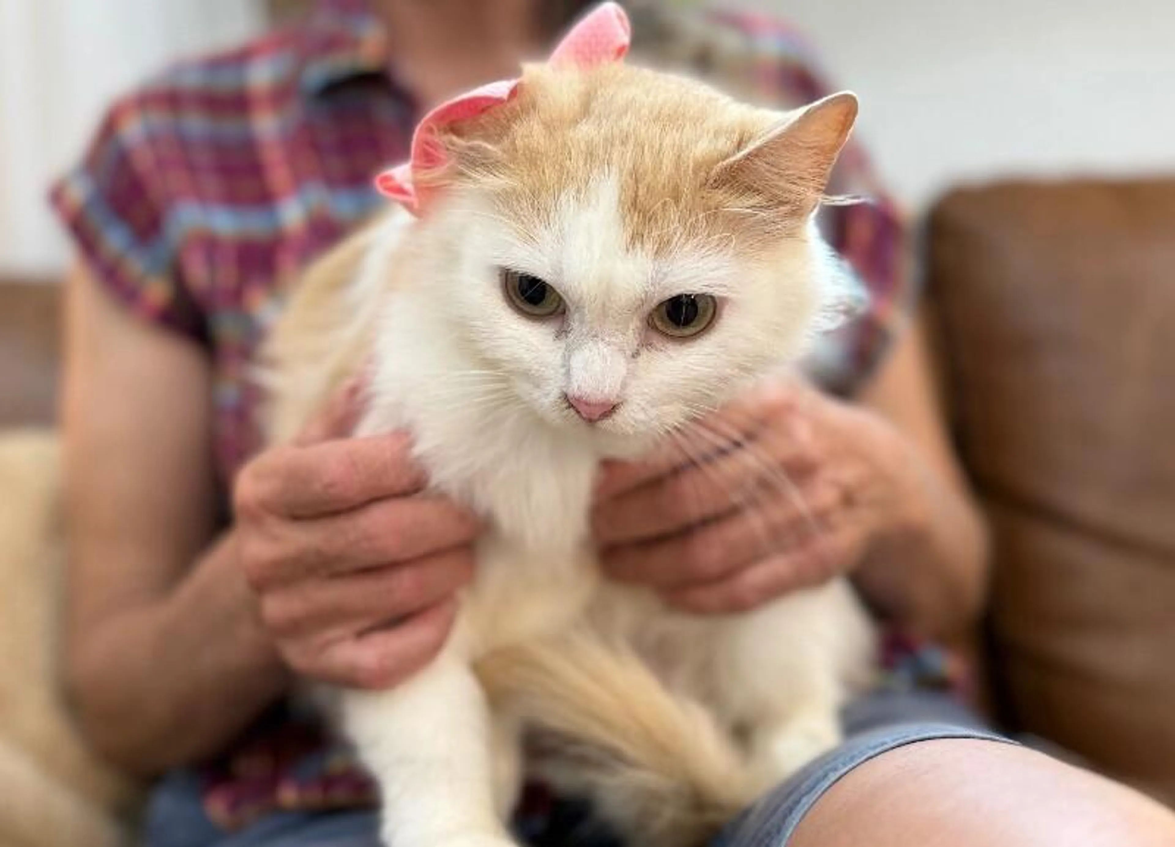 Found pet-1