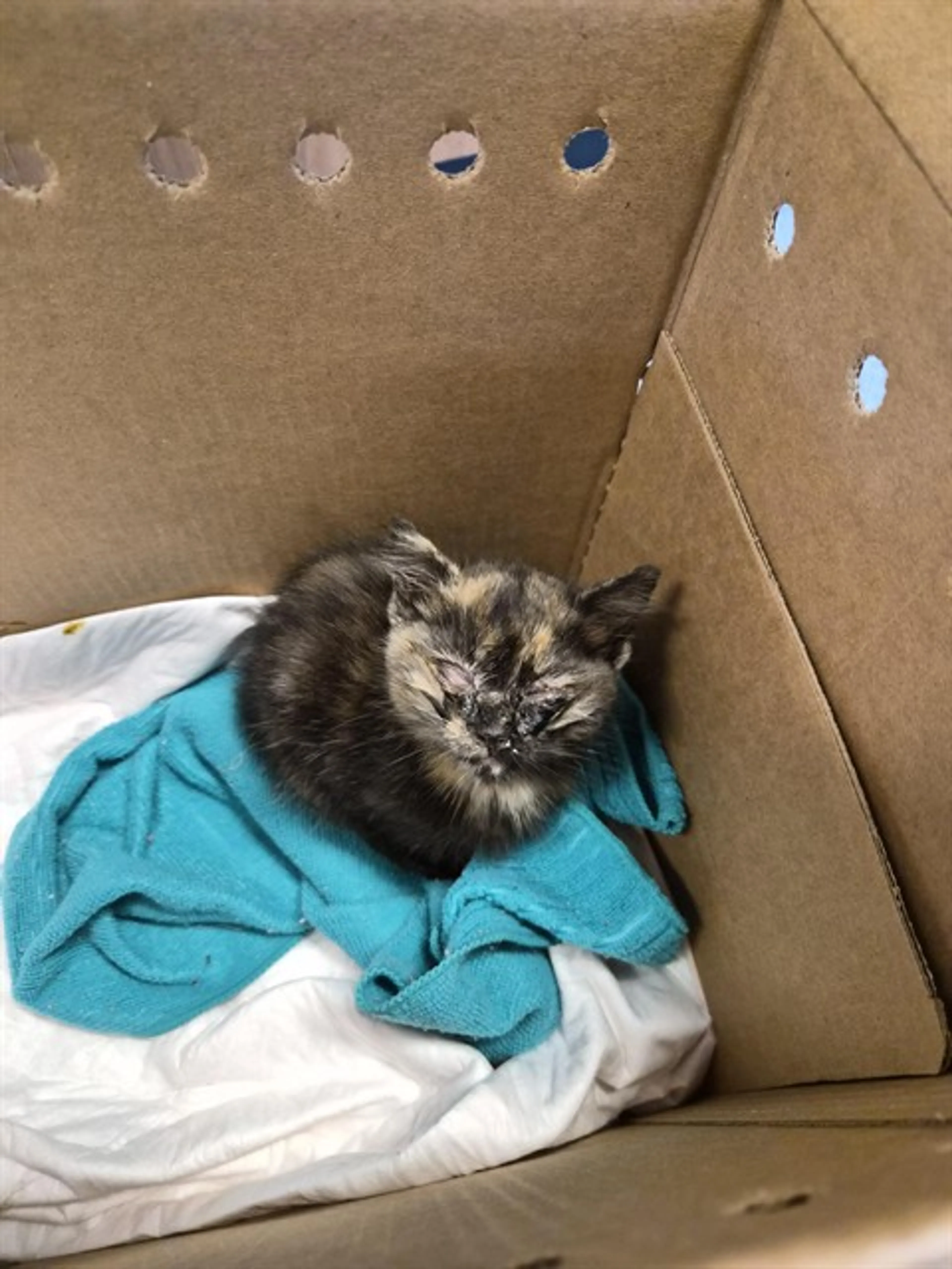 Found pet