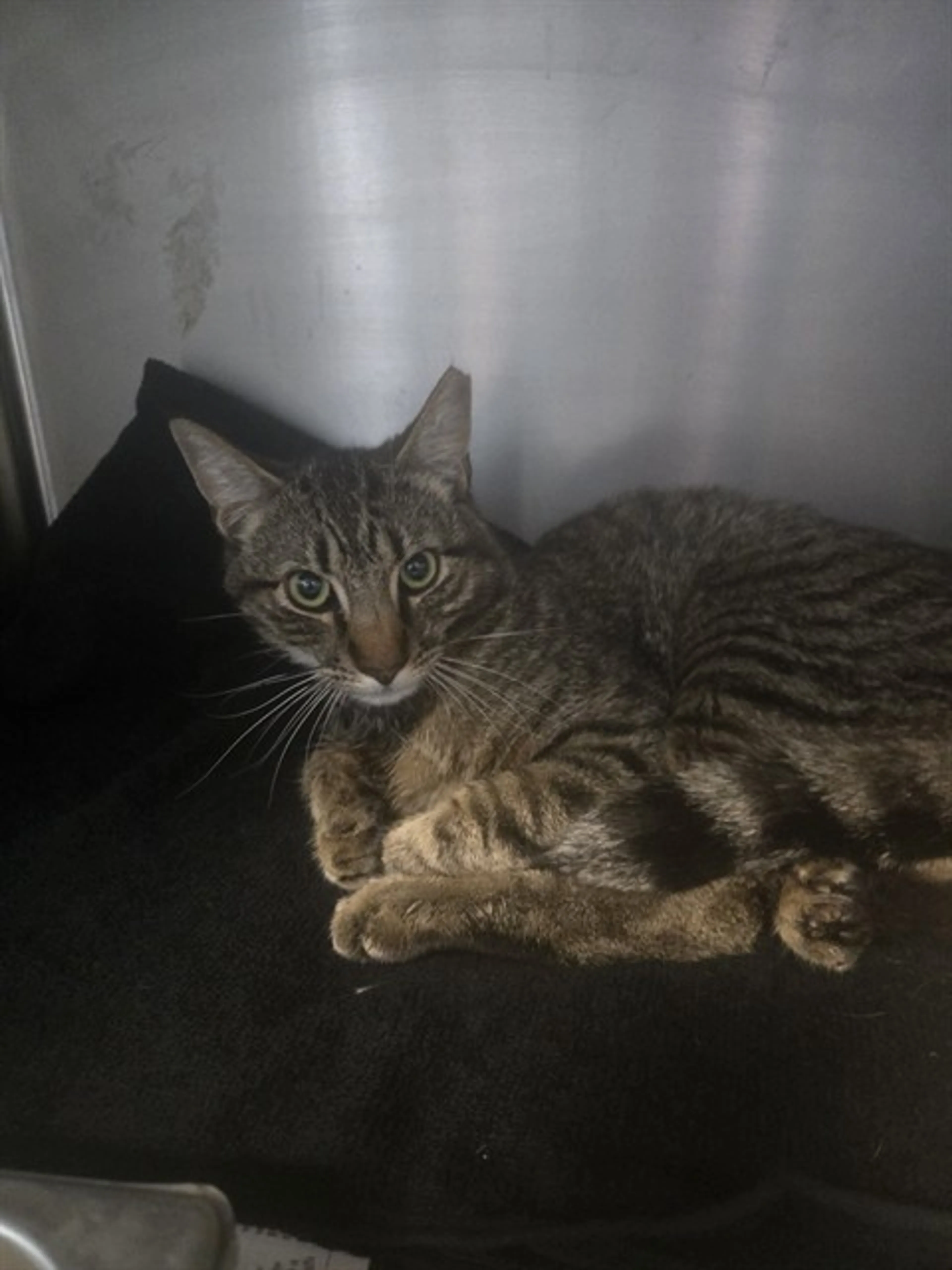 Found pet