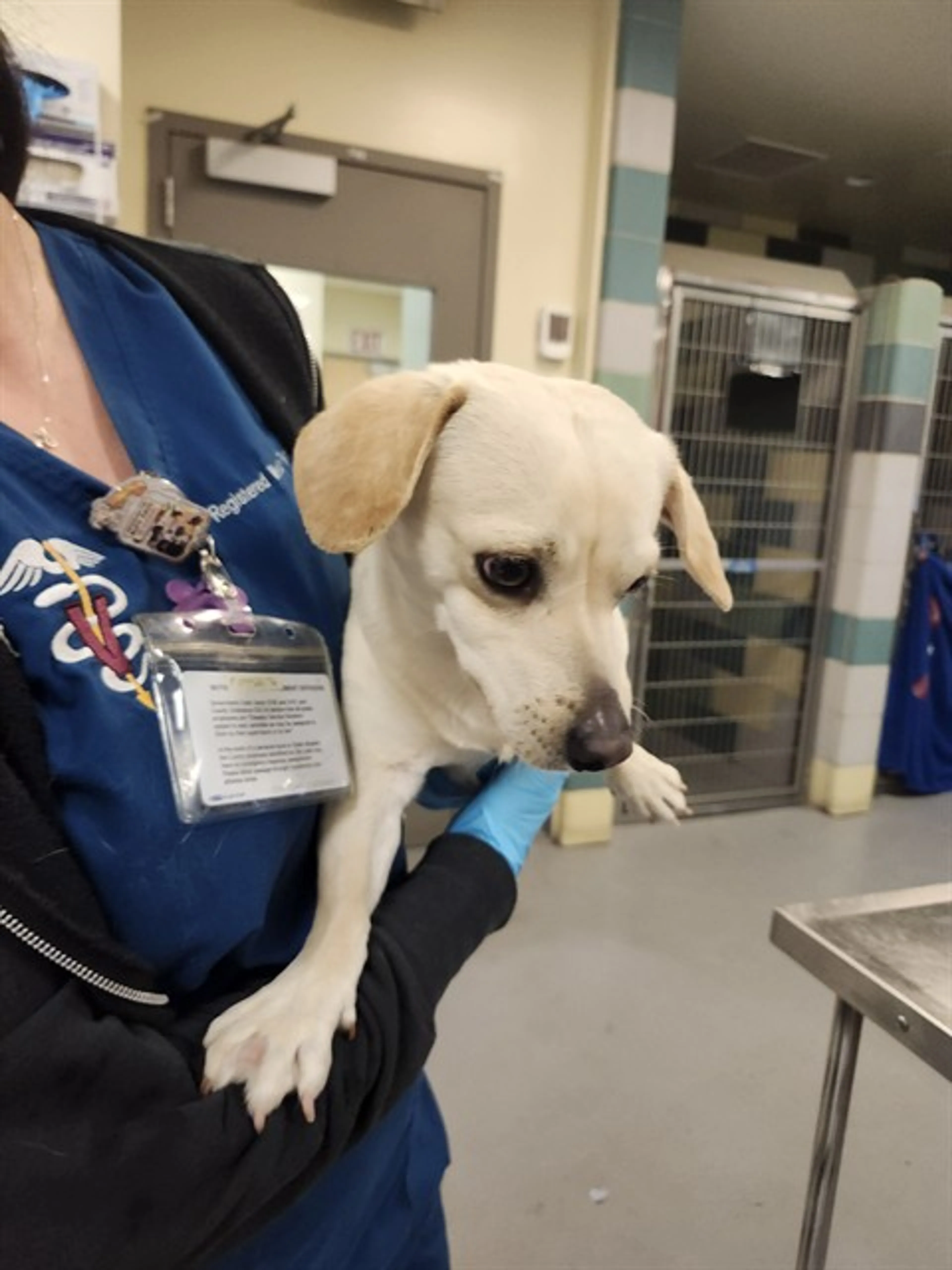 Found pet