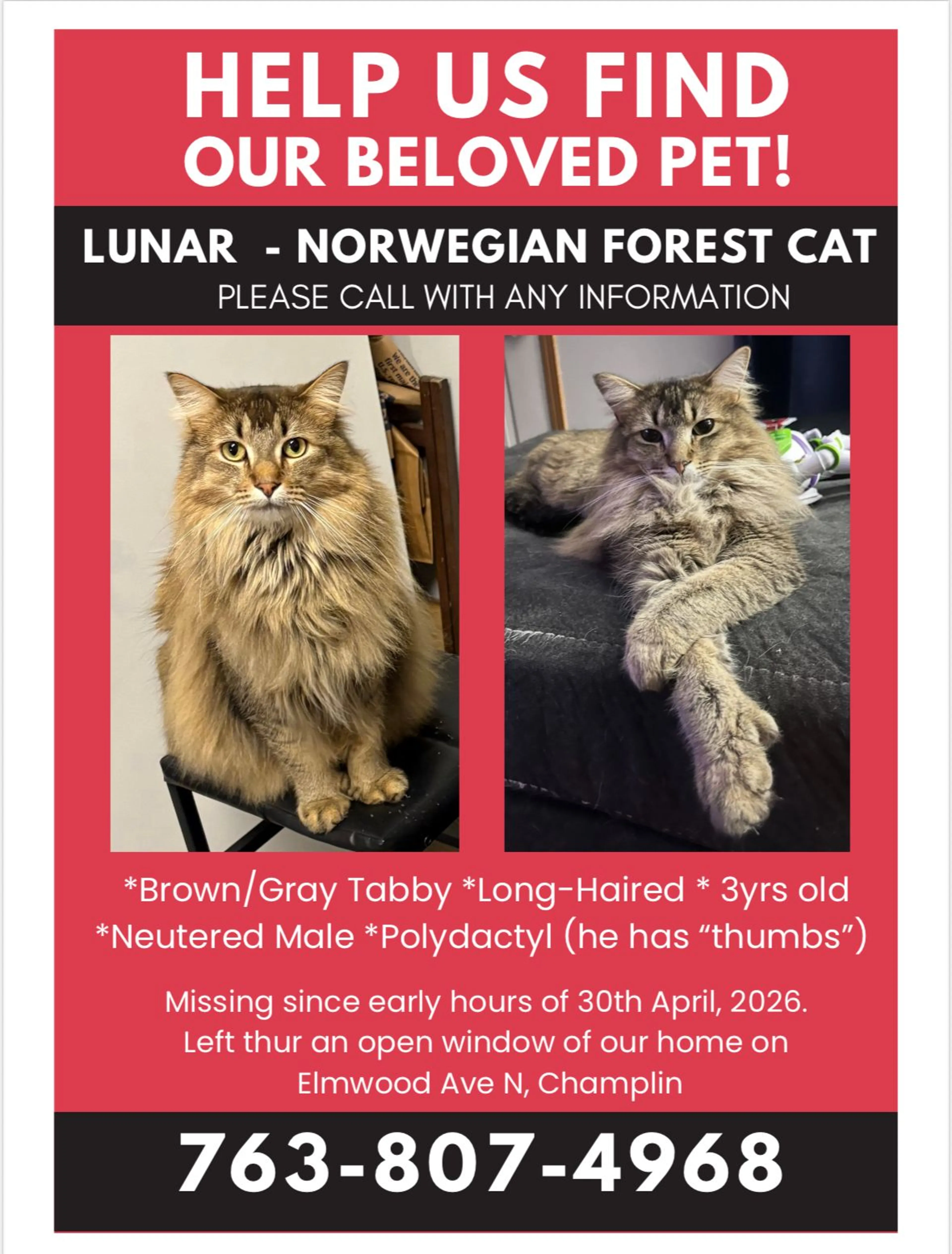 Lost pet-0