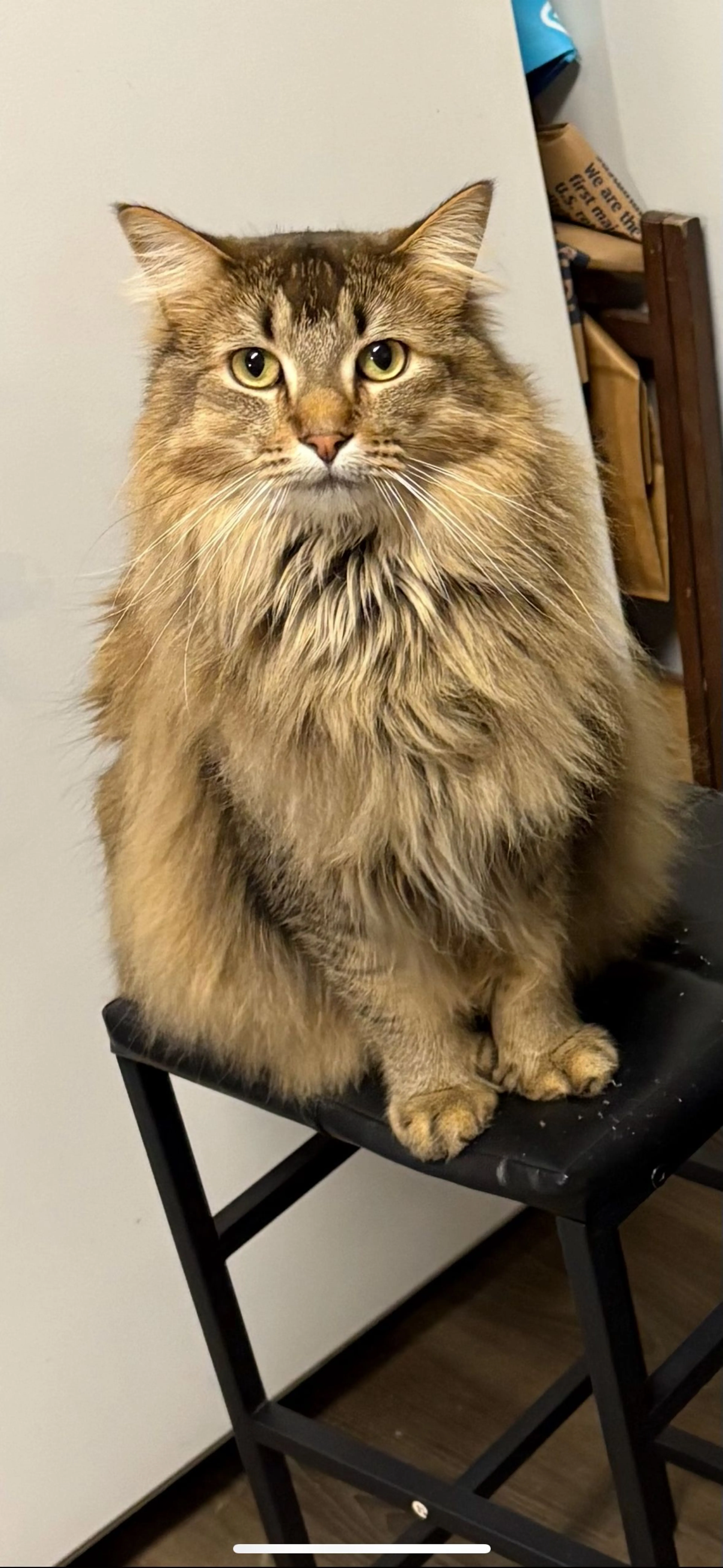 Lost pet-1