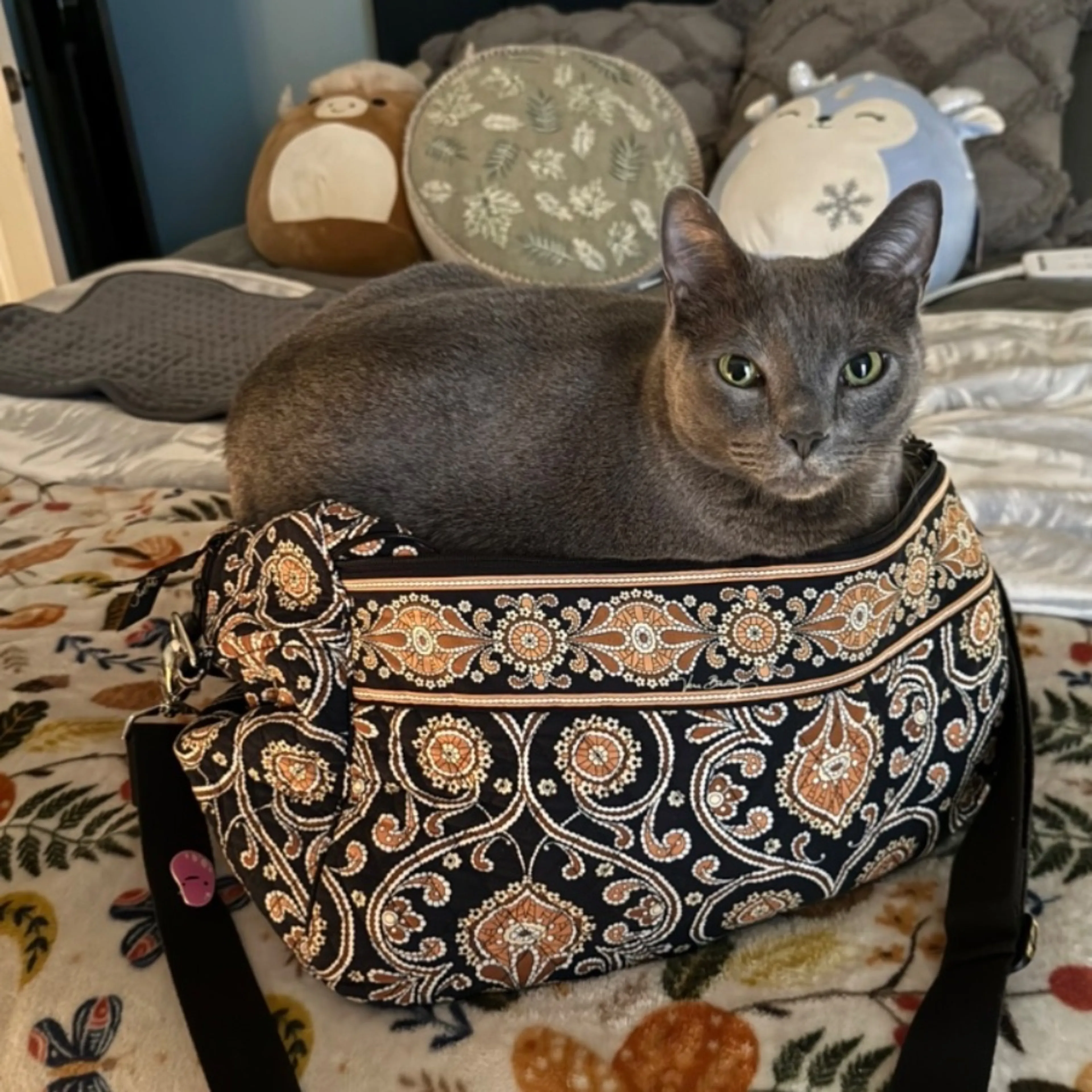 Lost pet