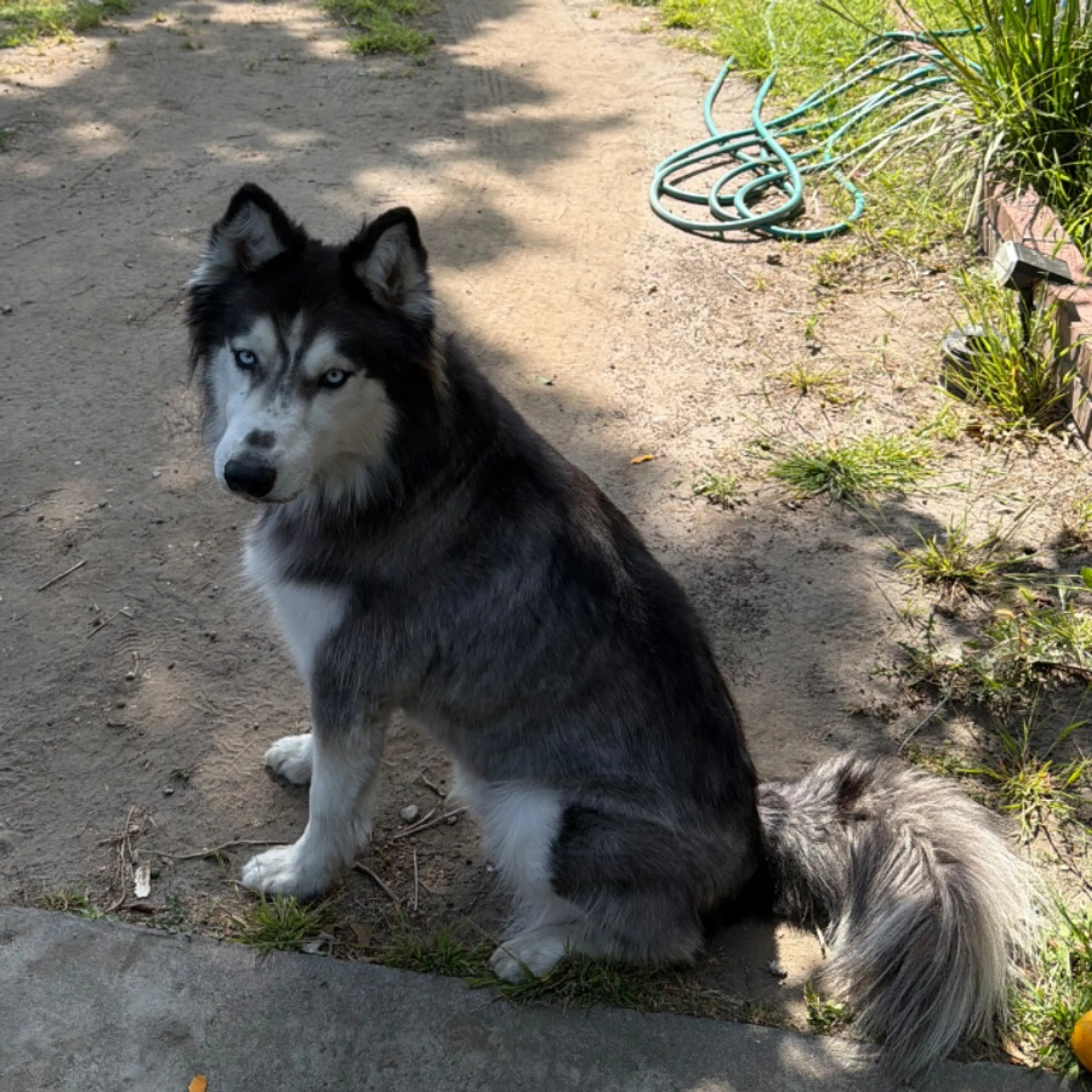 Found pet