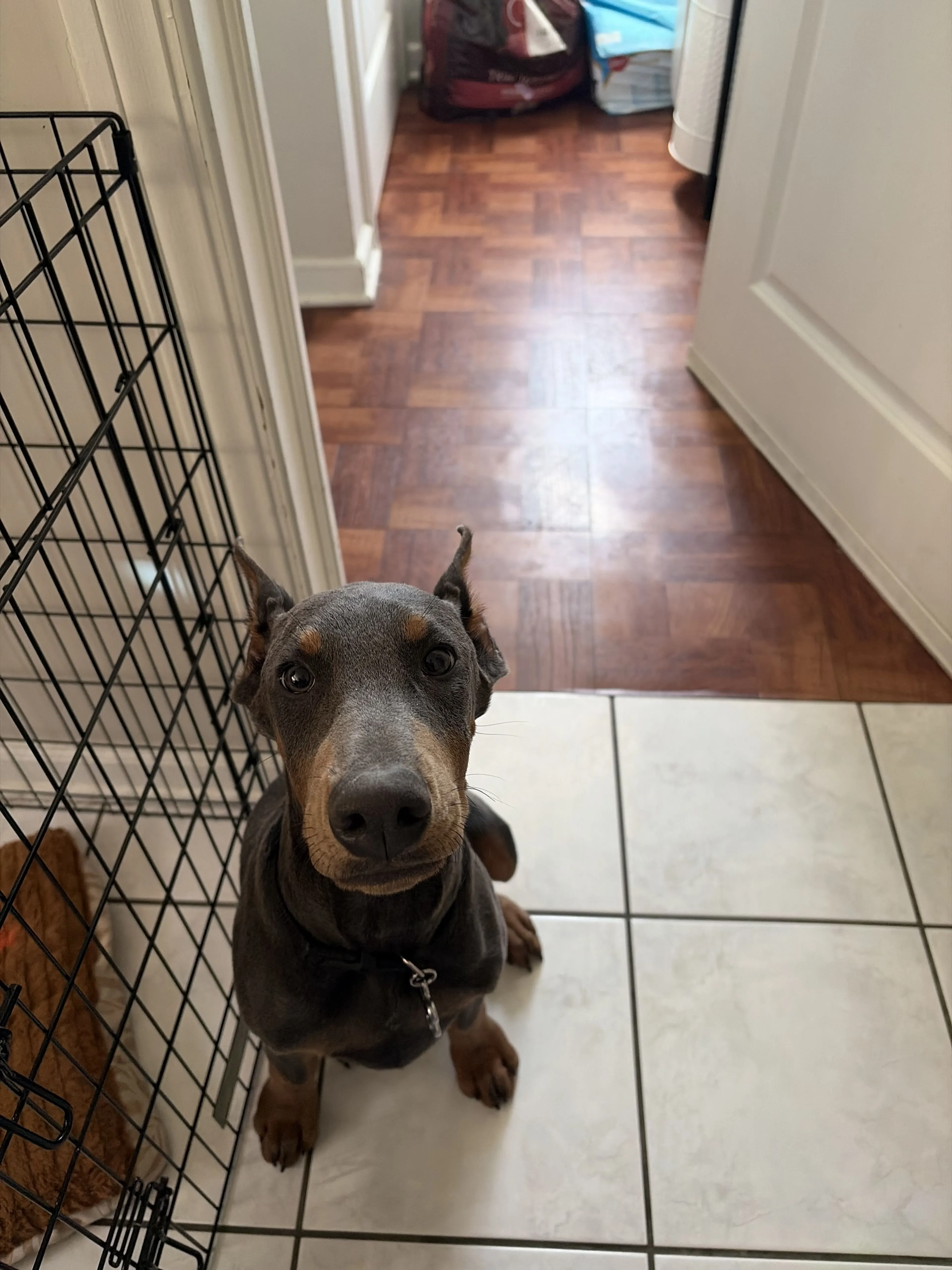 Lost pet