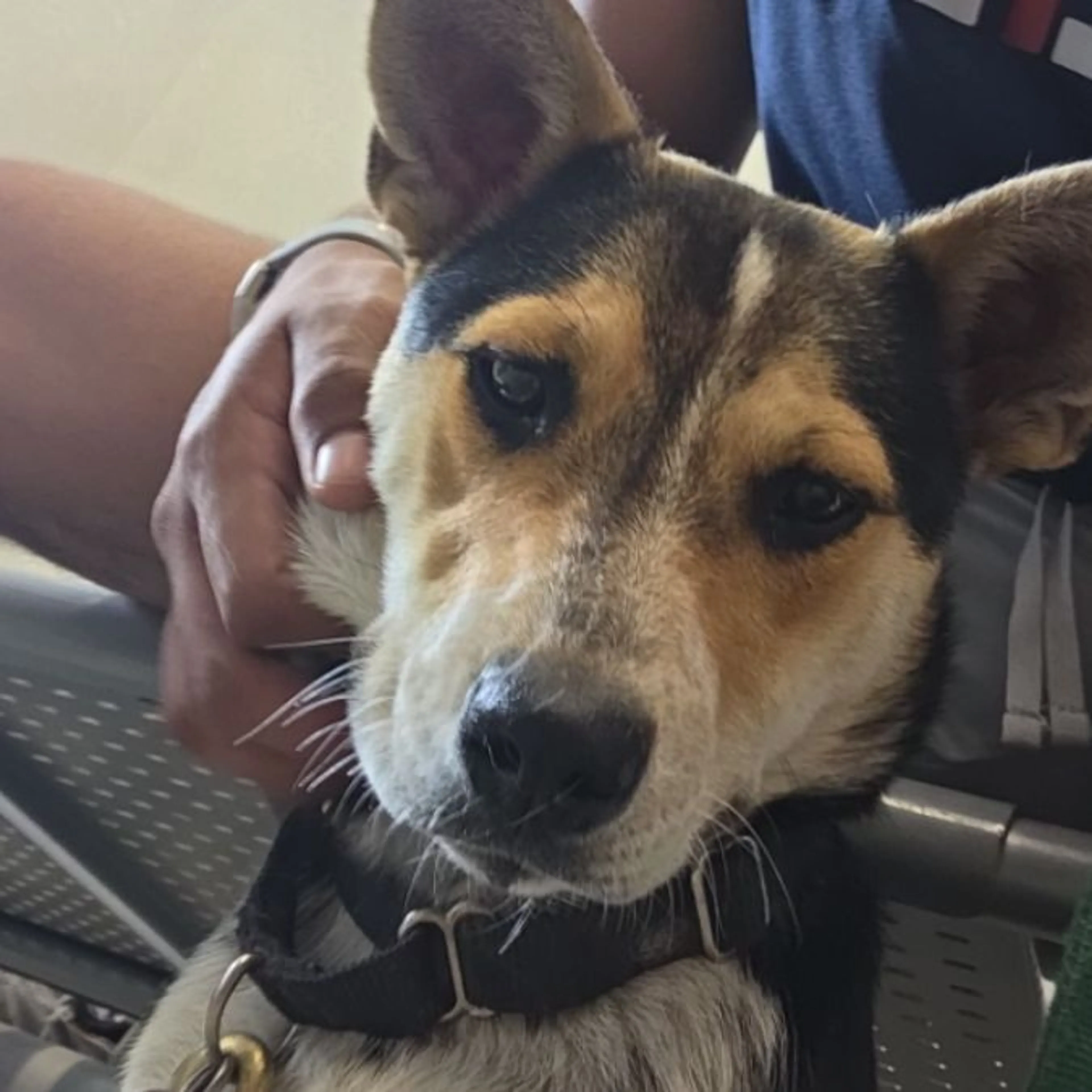 Found pet