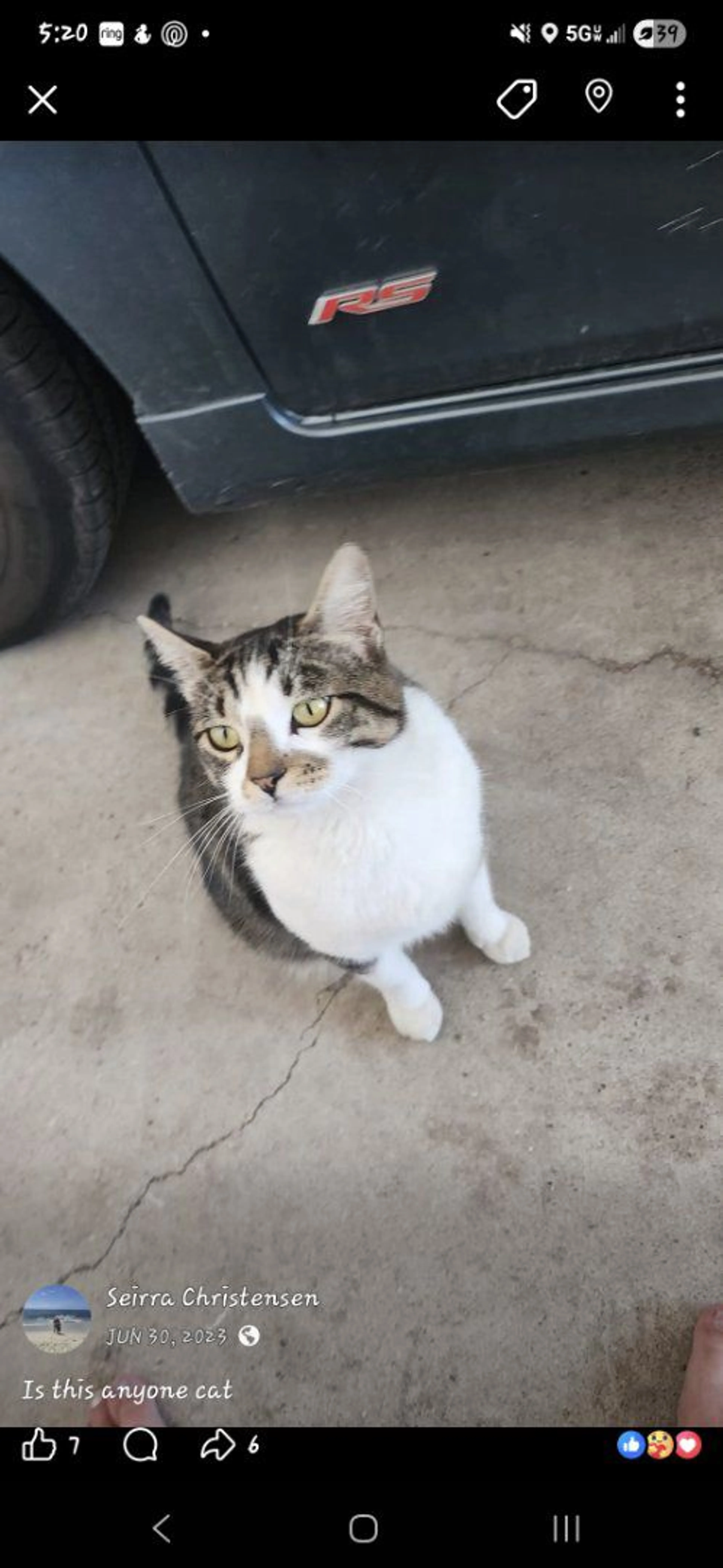 Lost pet