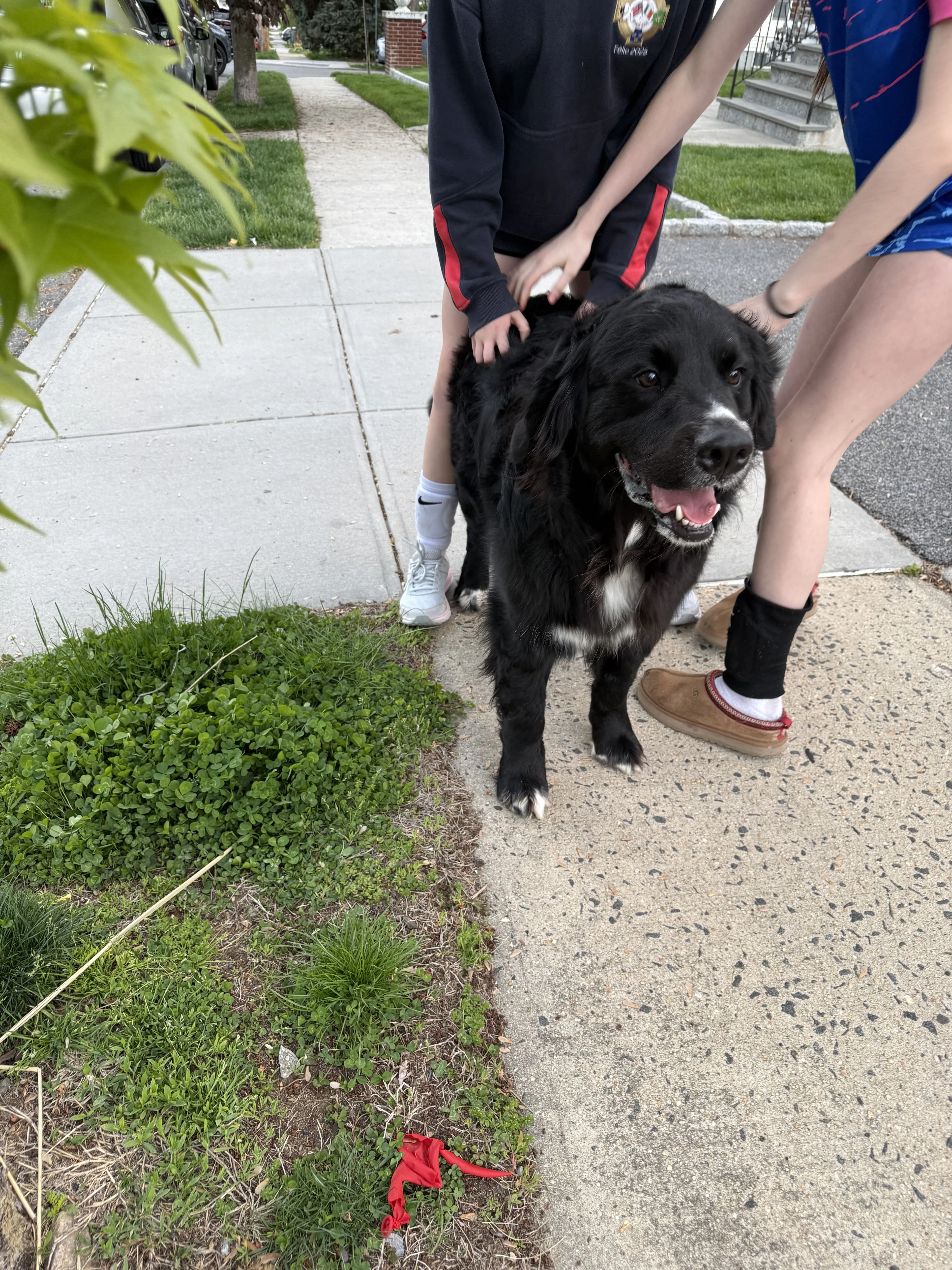 Lost pet