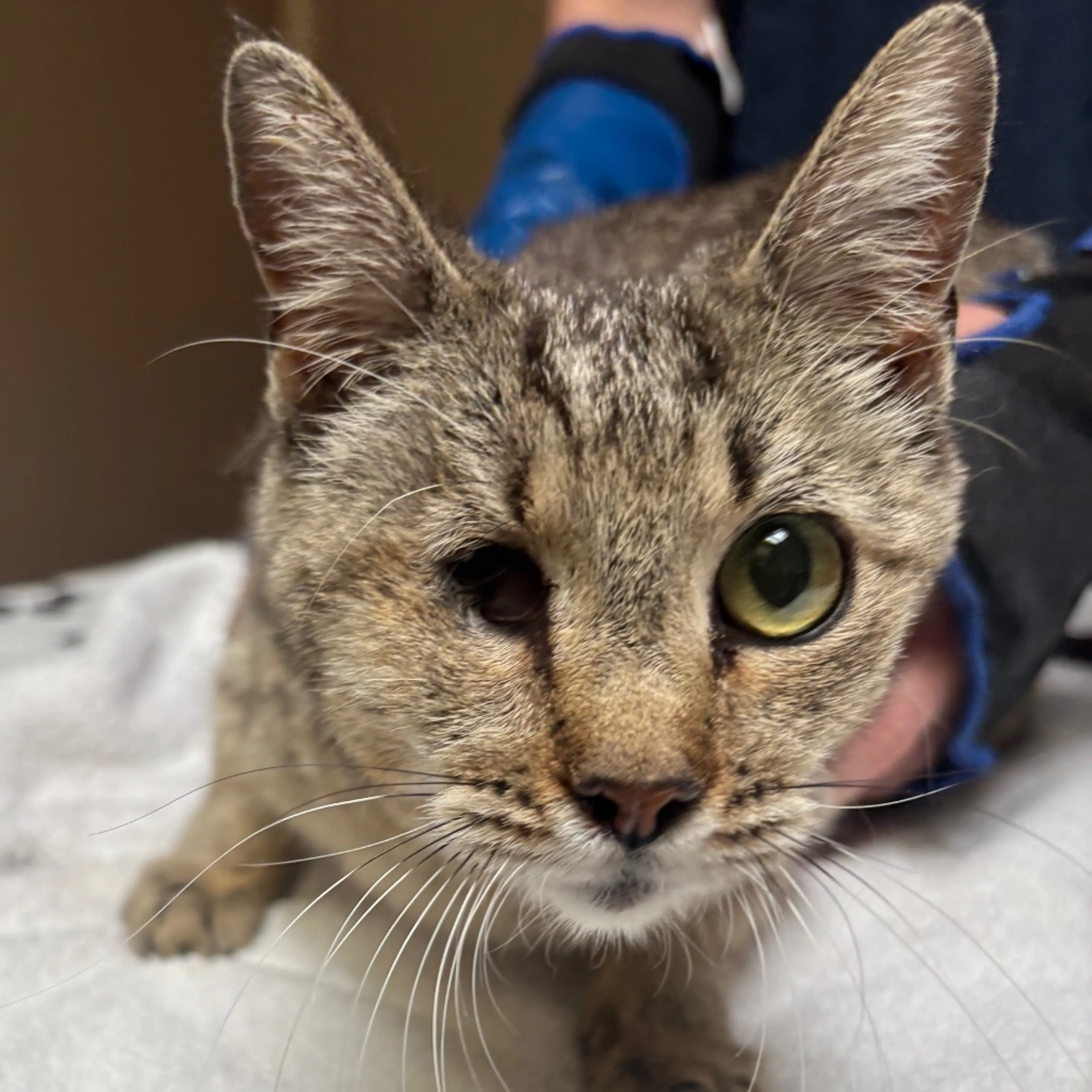 Found pet