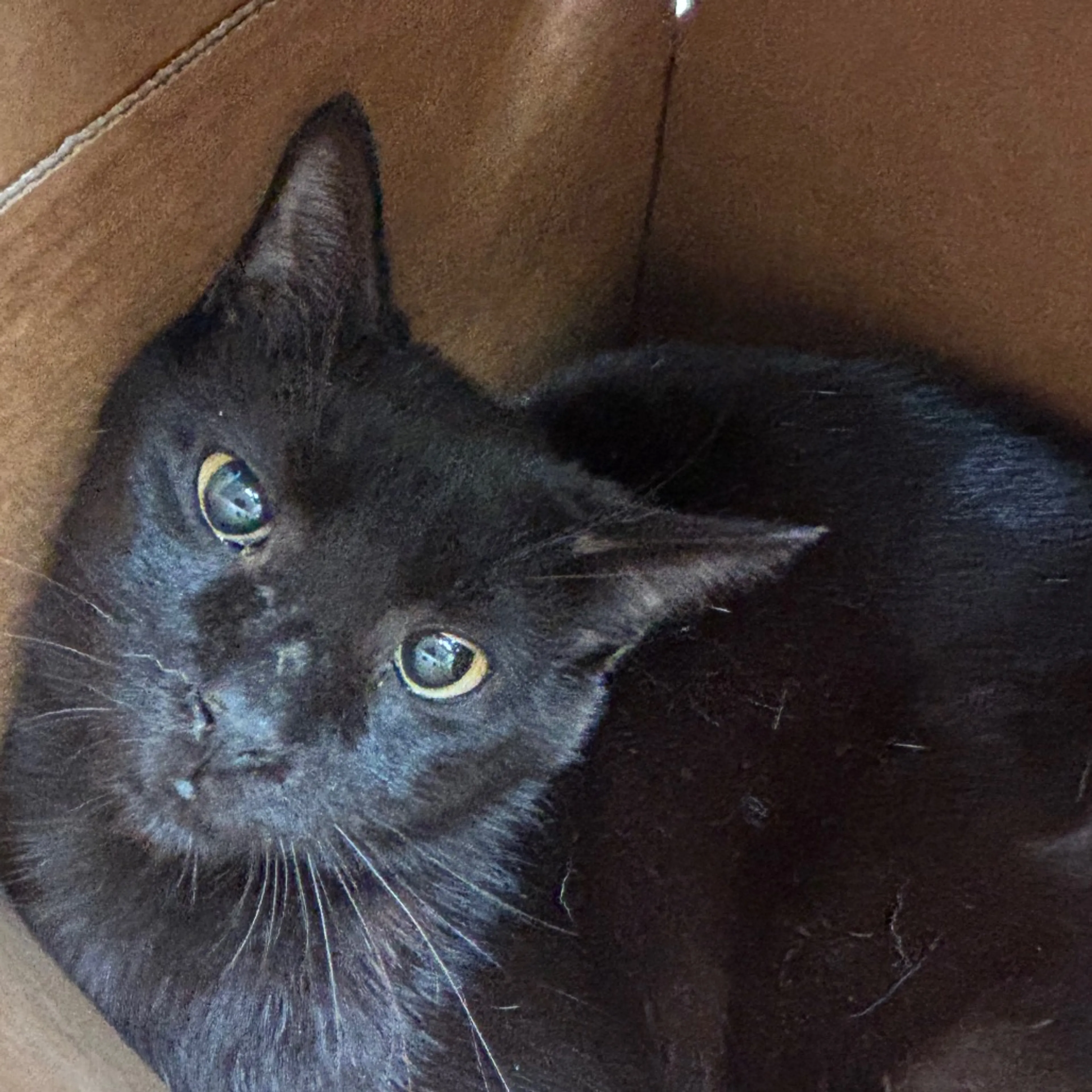 Found pet-1