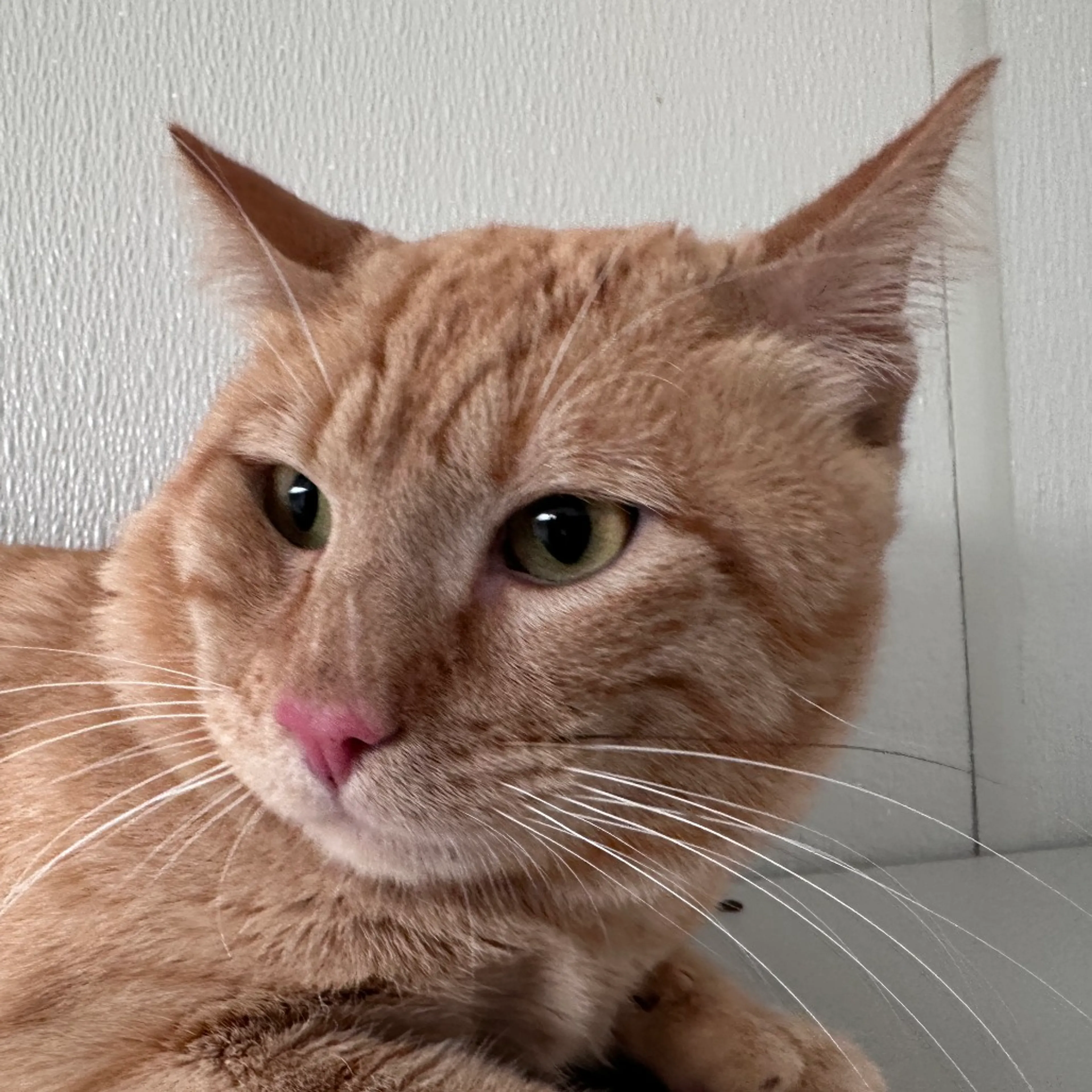 Found pet-1
