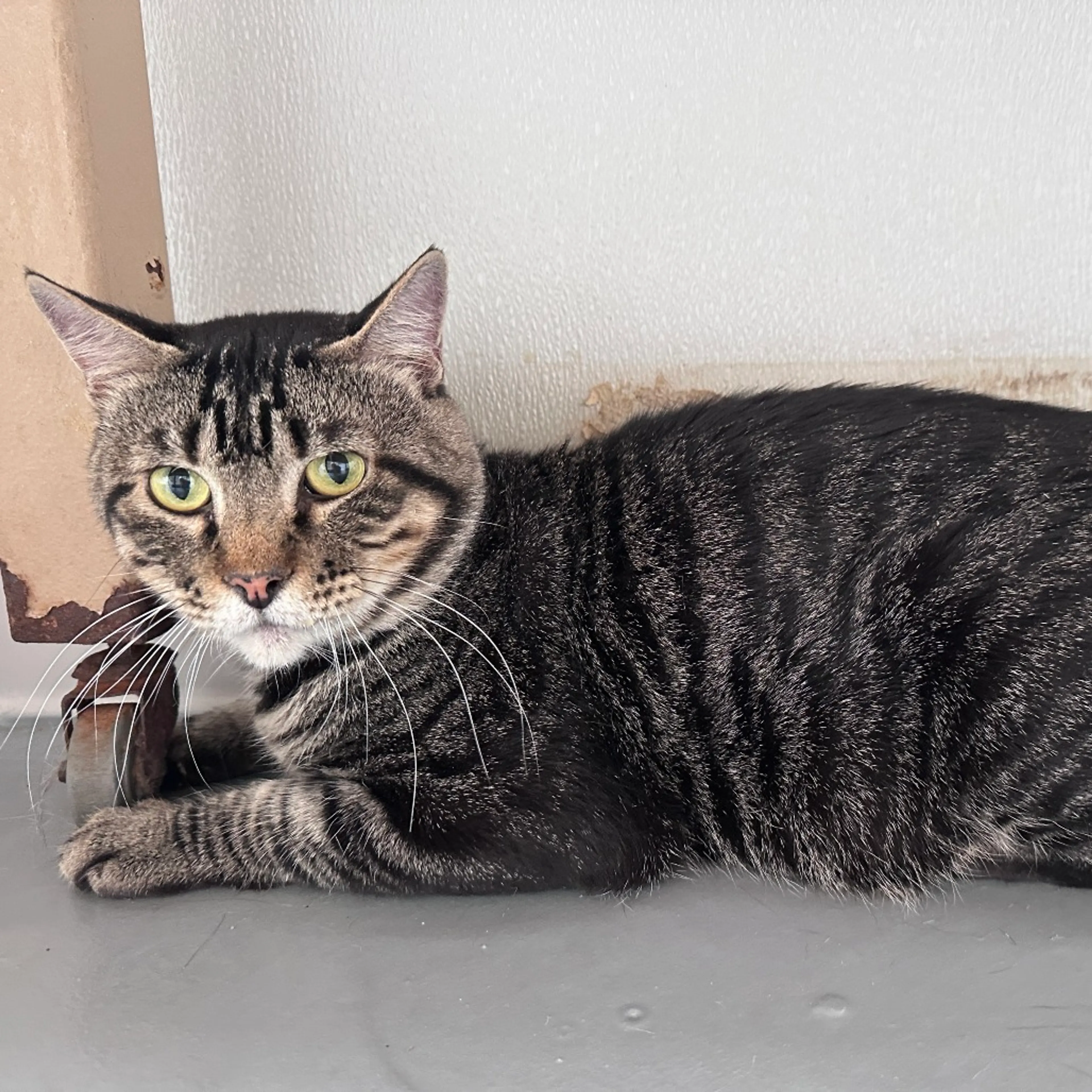 Found pet-1