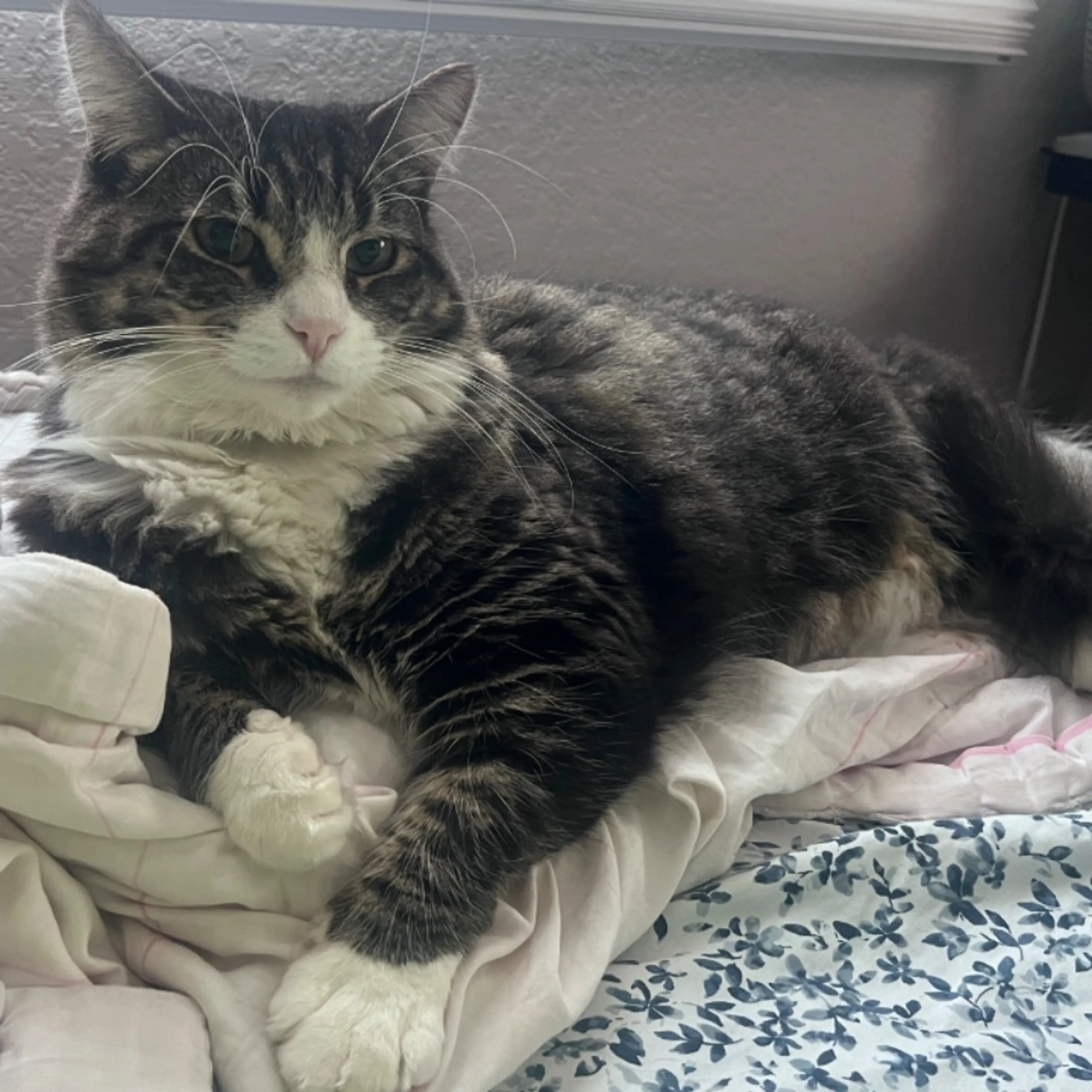 Lost pet