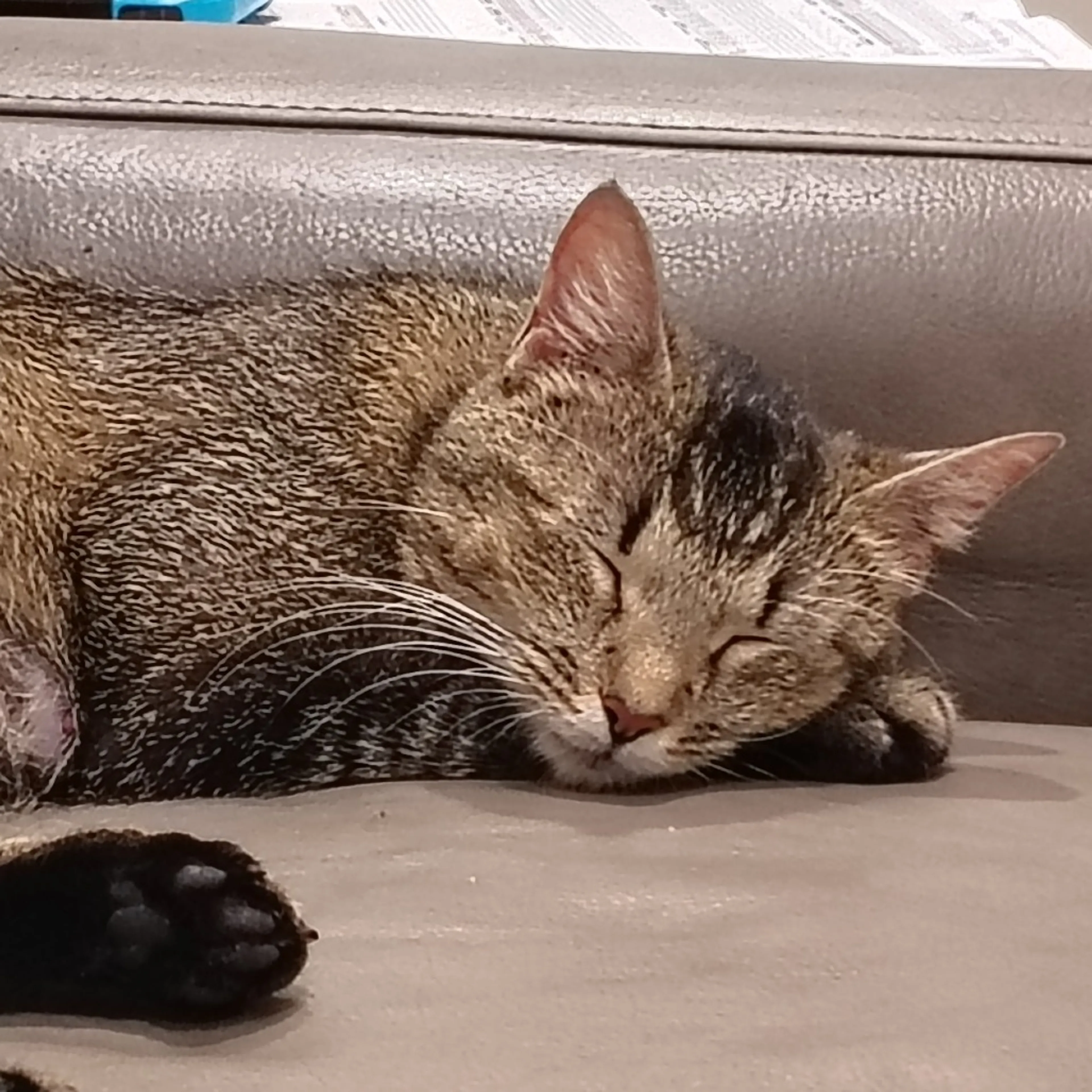 Found pet-1