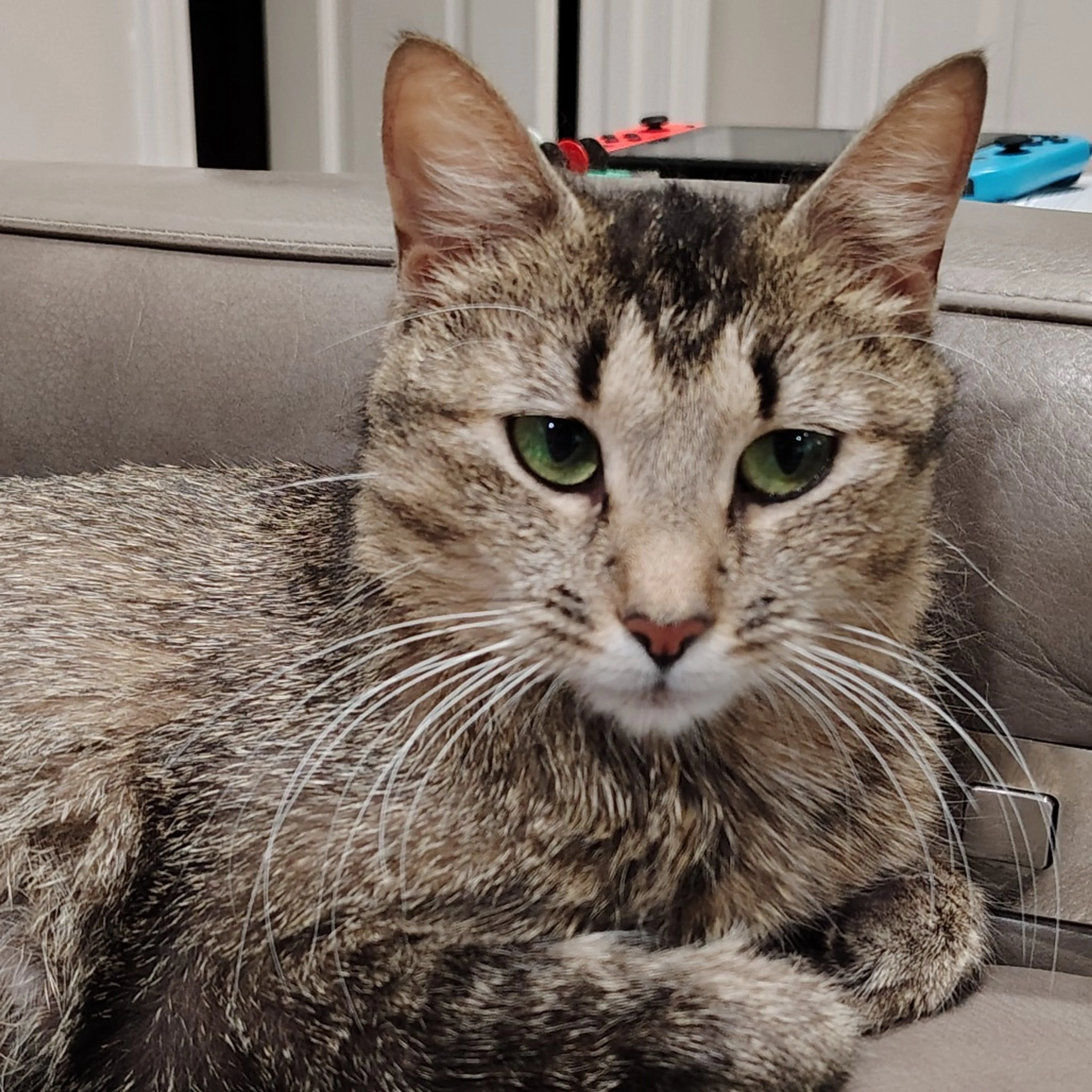 Found pet-0