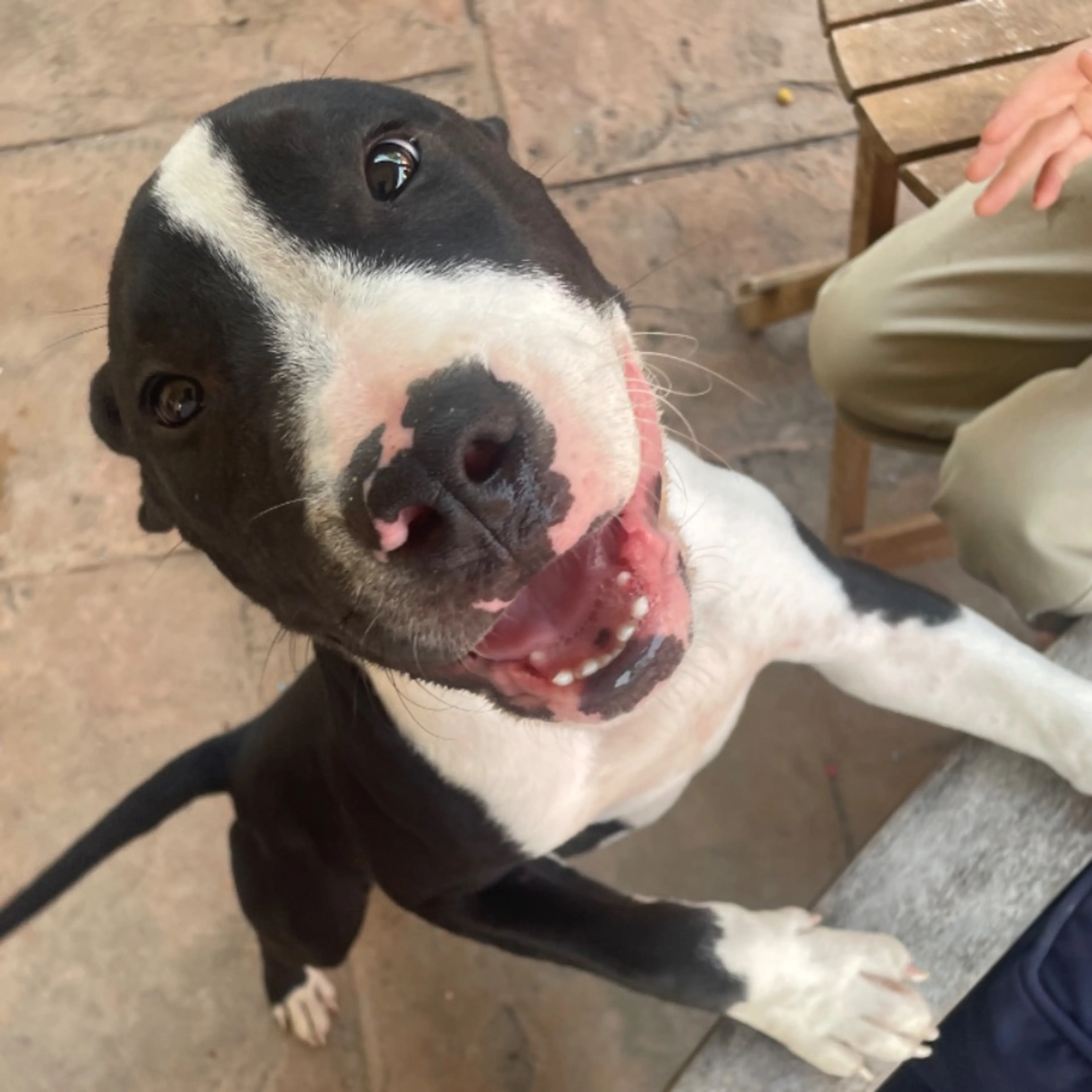 Found pet