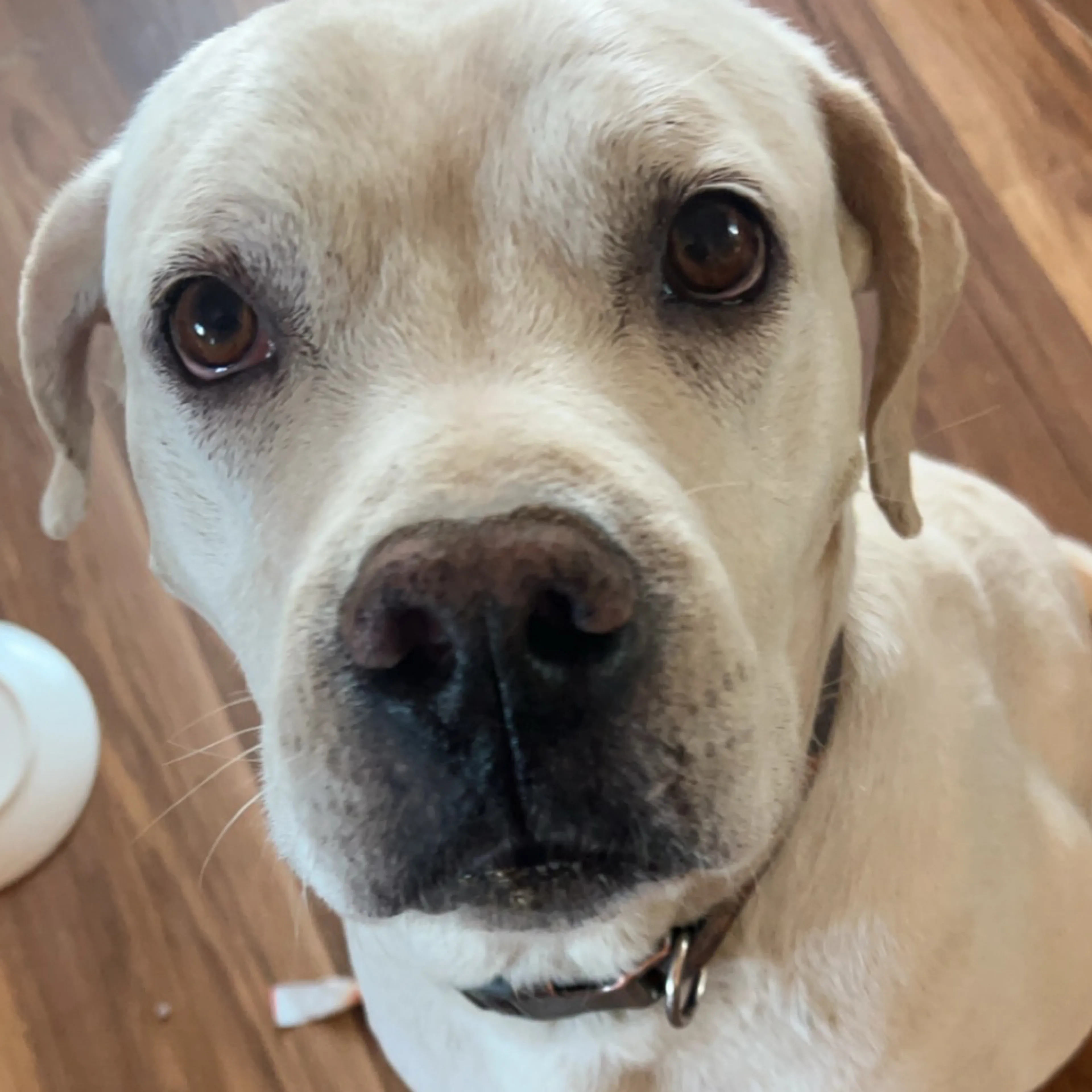 Lost pet-2