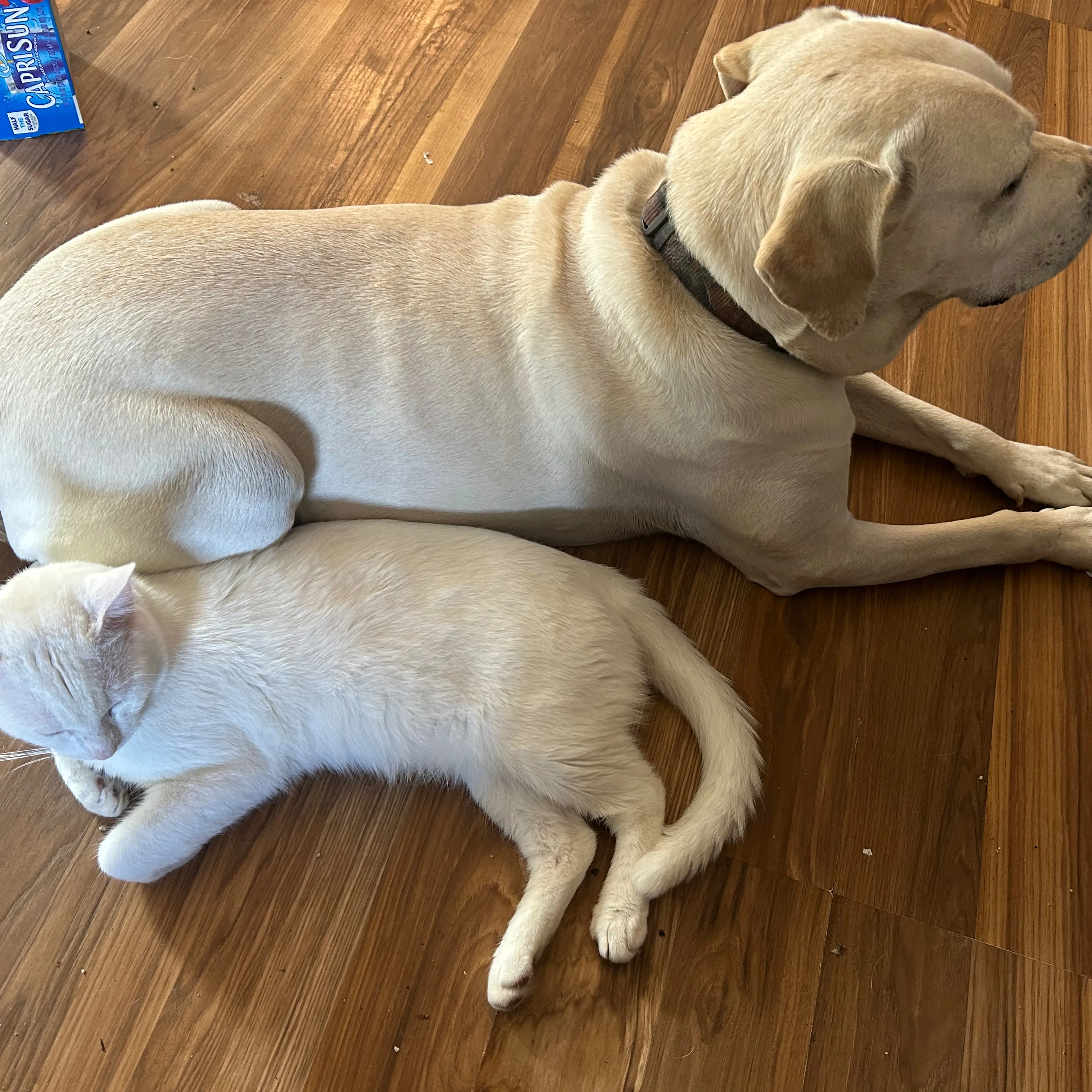 Lost pet-1