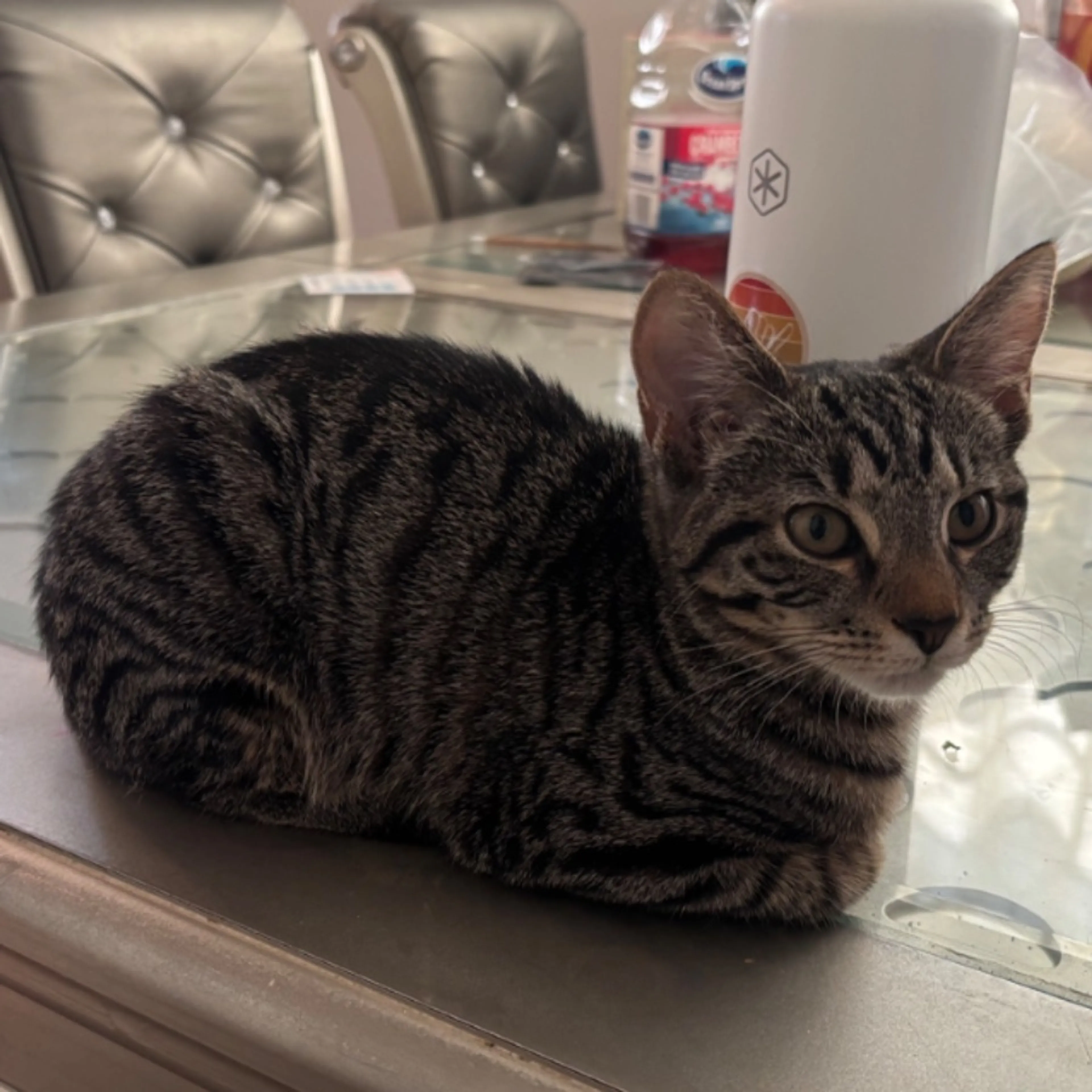 Lost pet