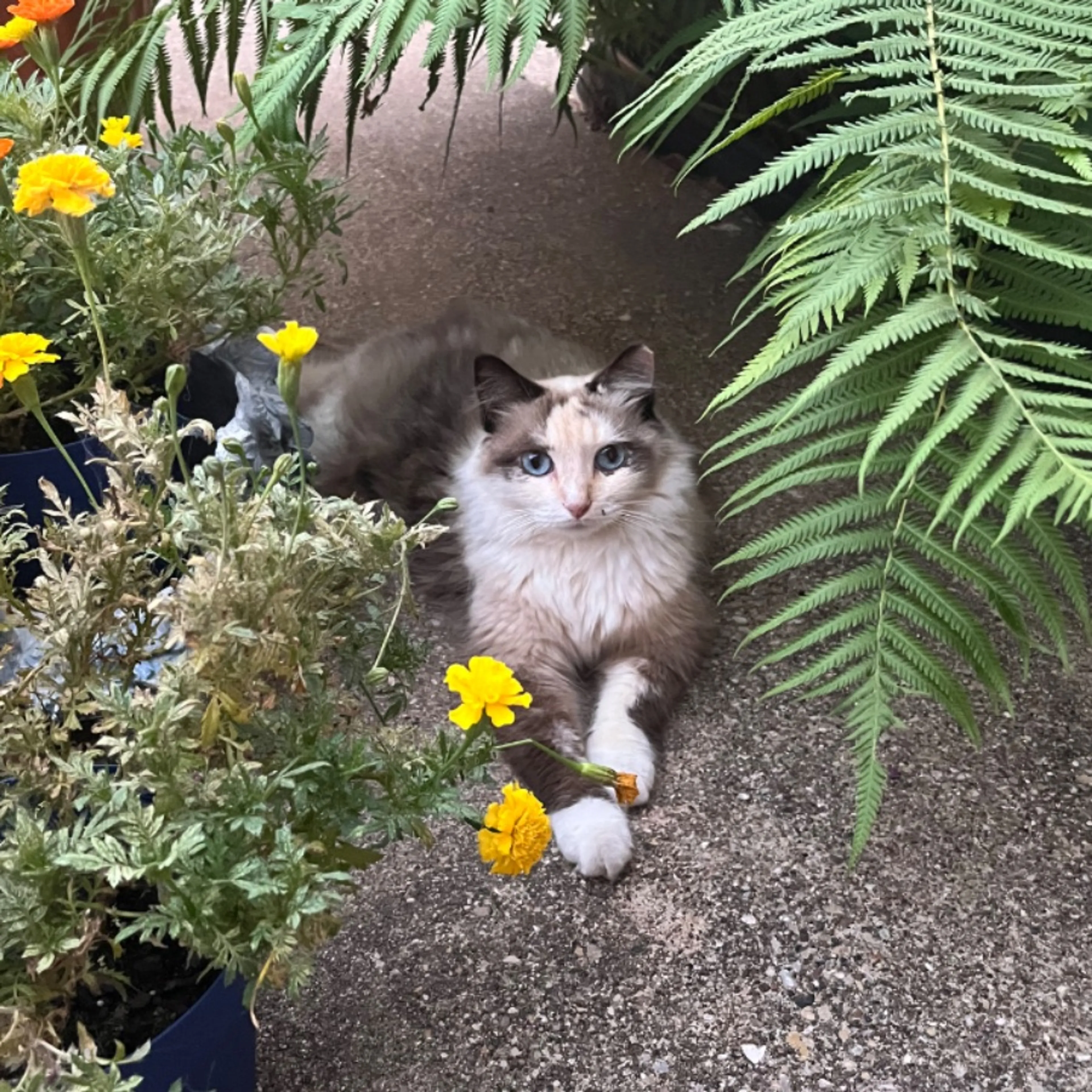 Lost pet