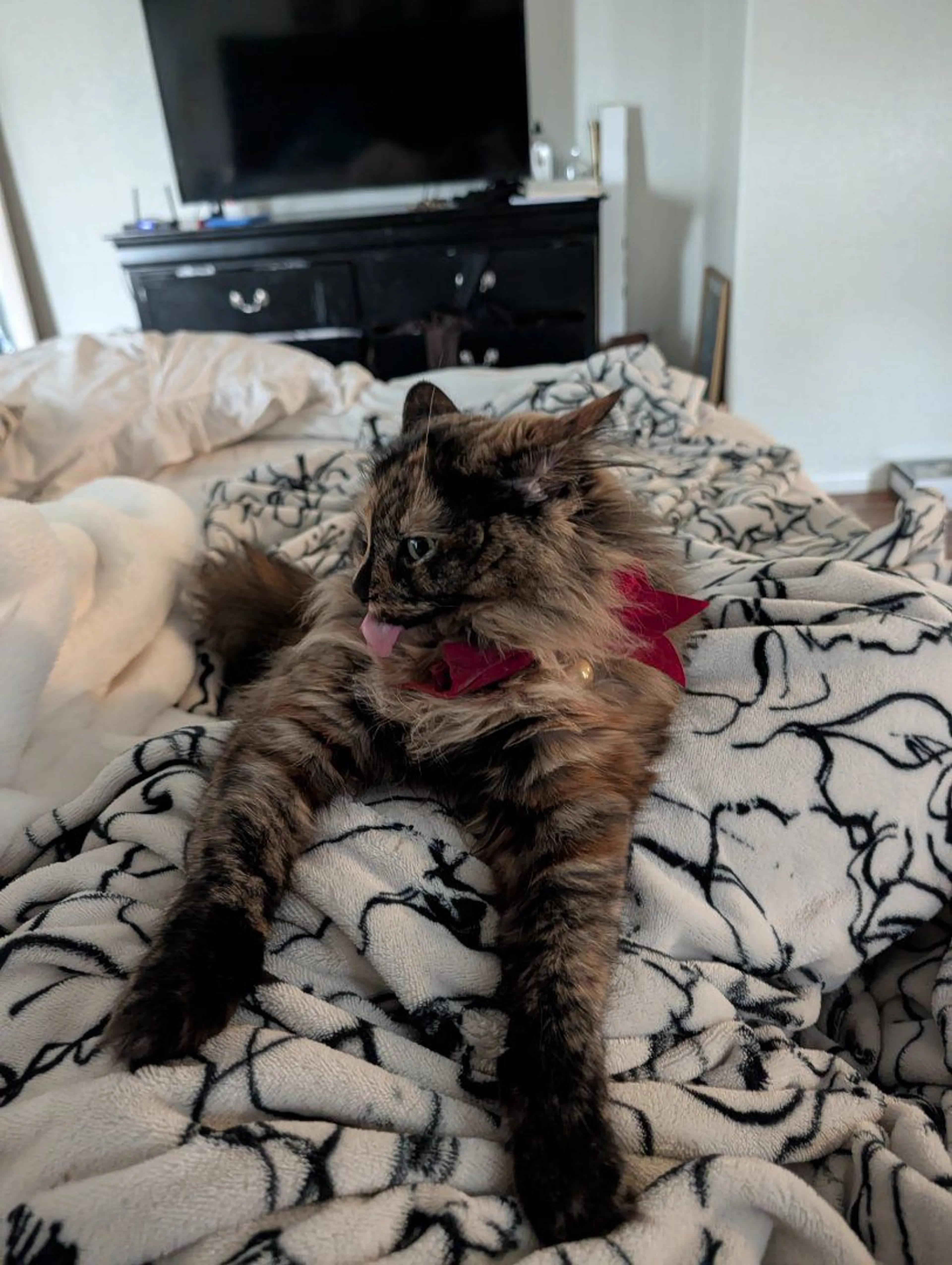 Lost pet-1