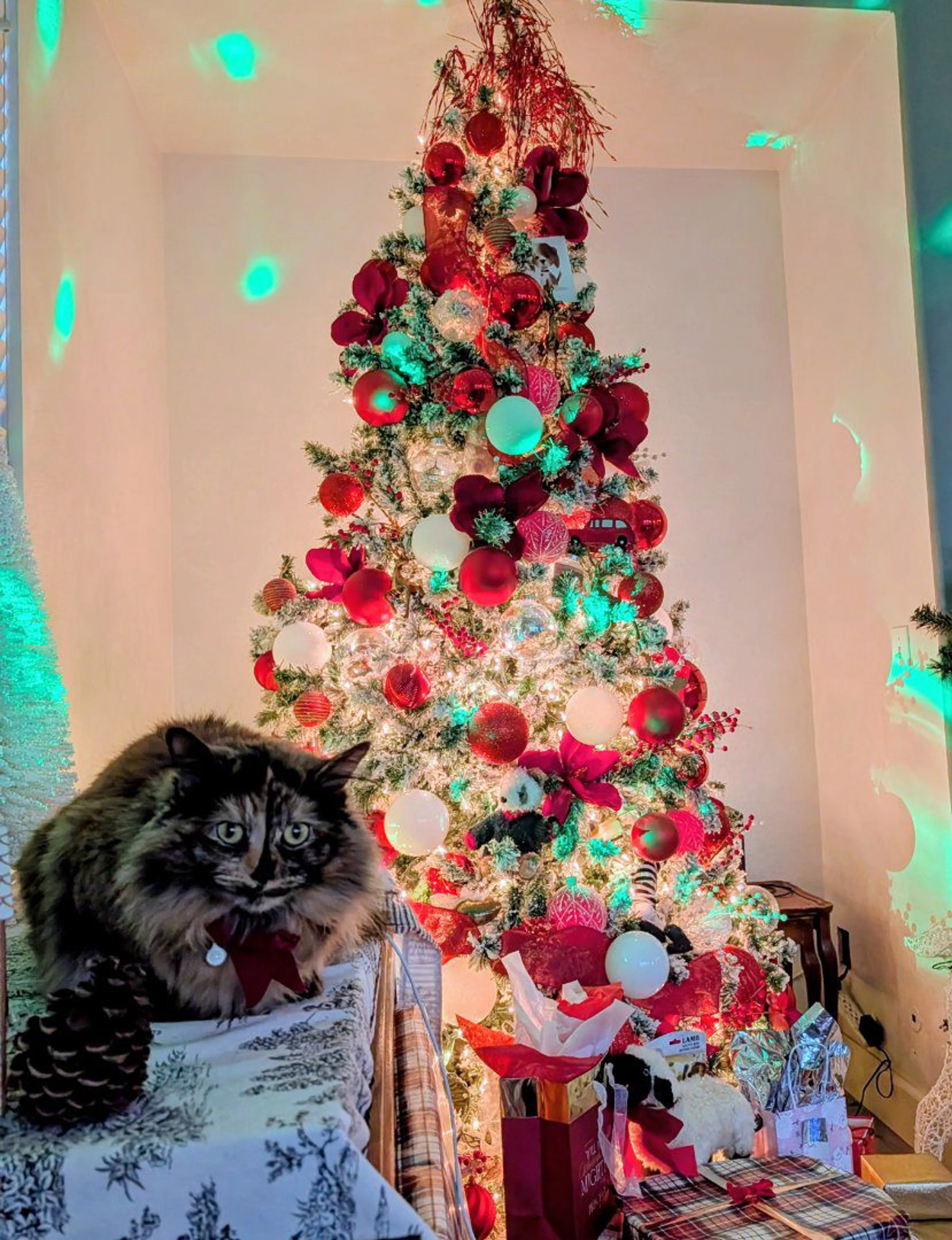 Lost pet-2