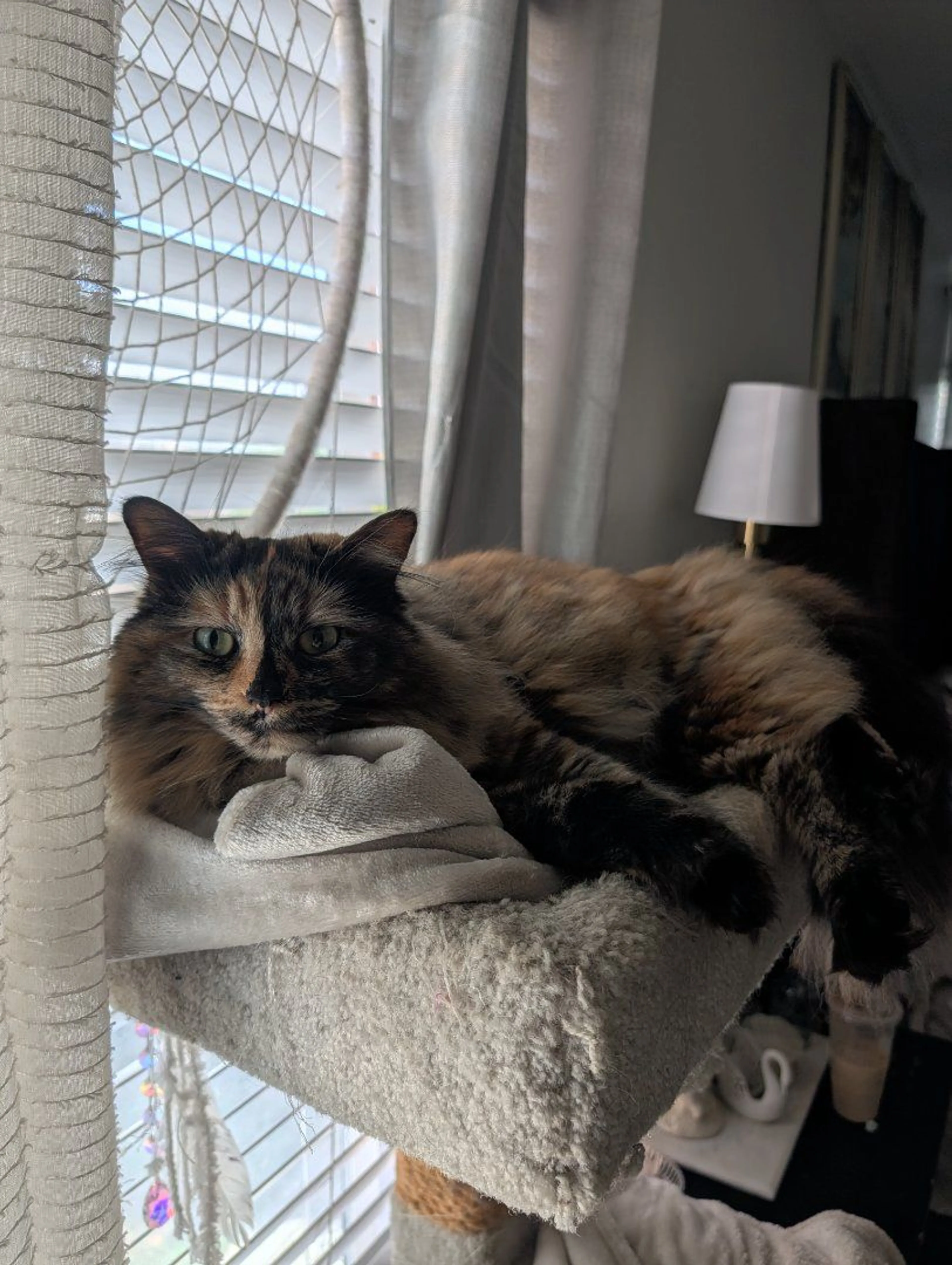 Lost pet-0