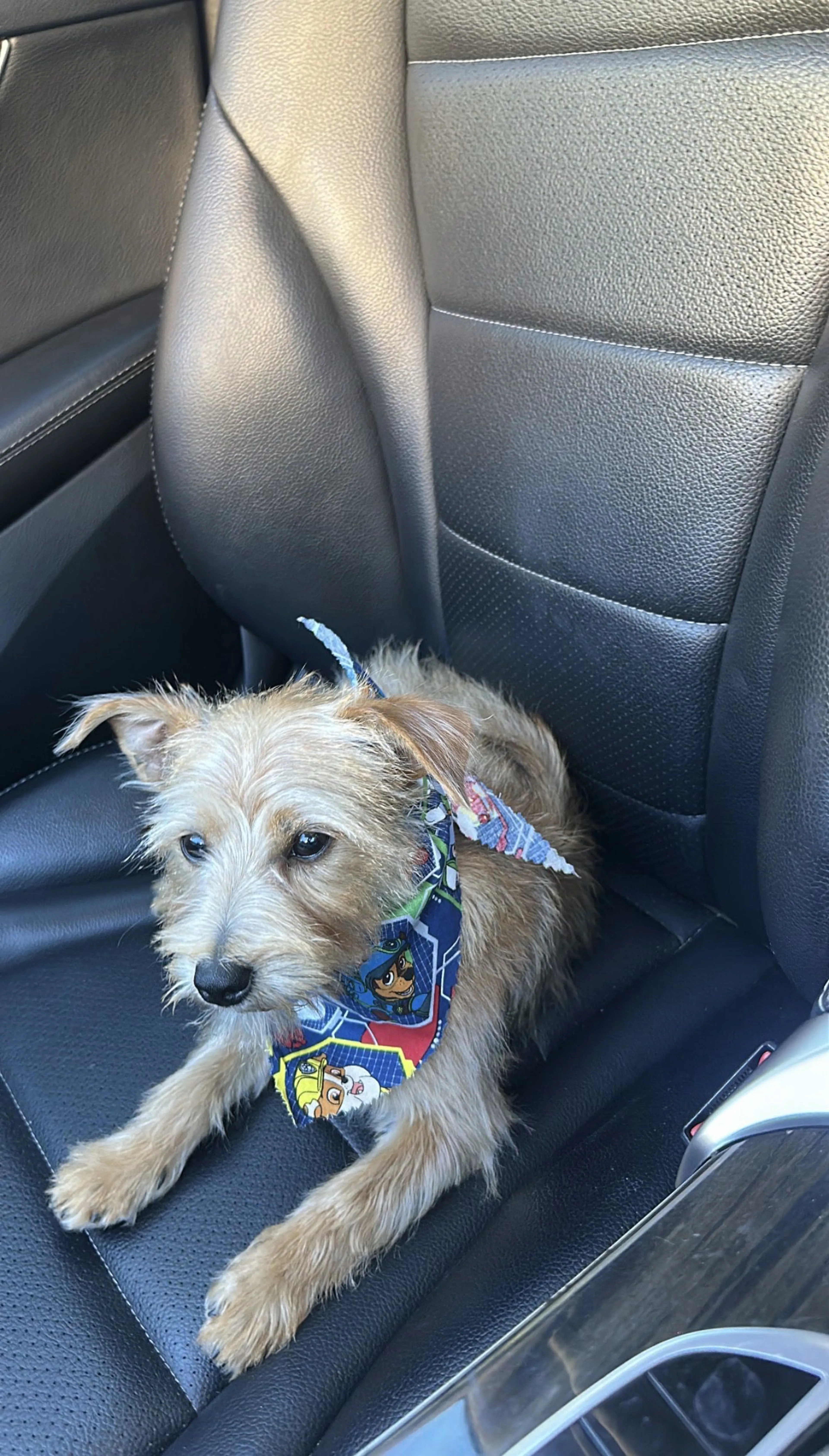 Lost pet