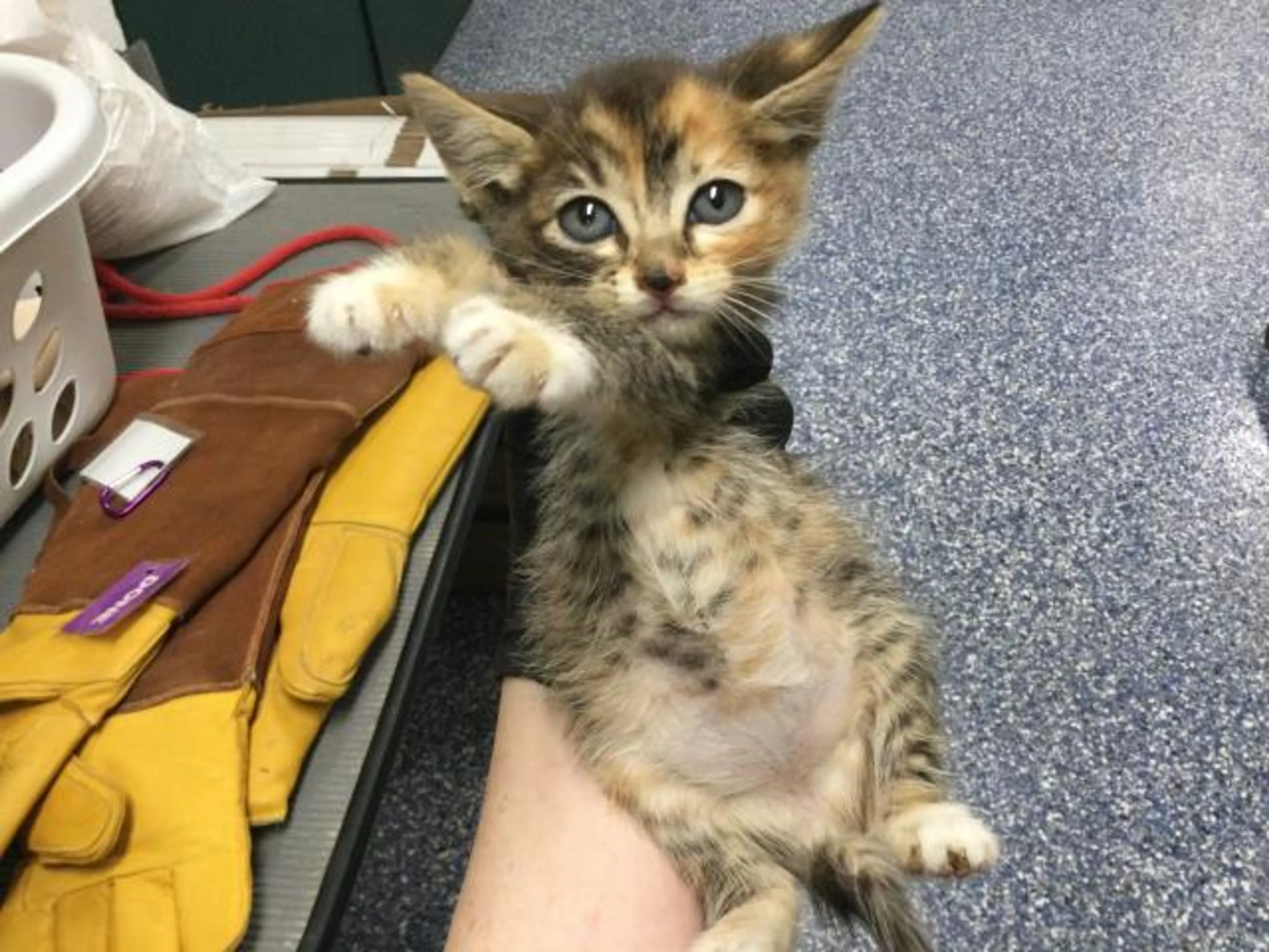 Found pet