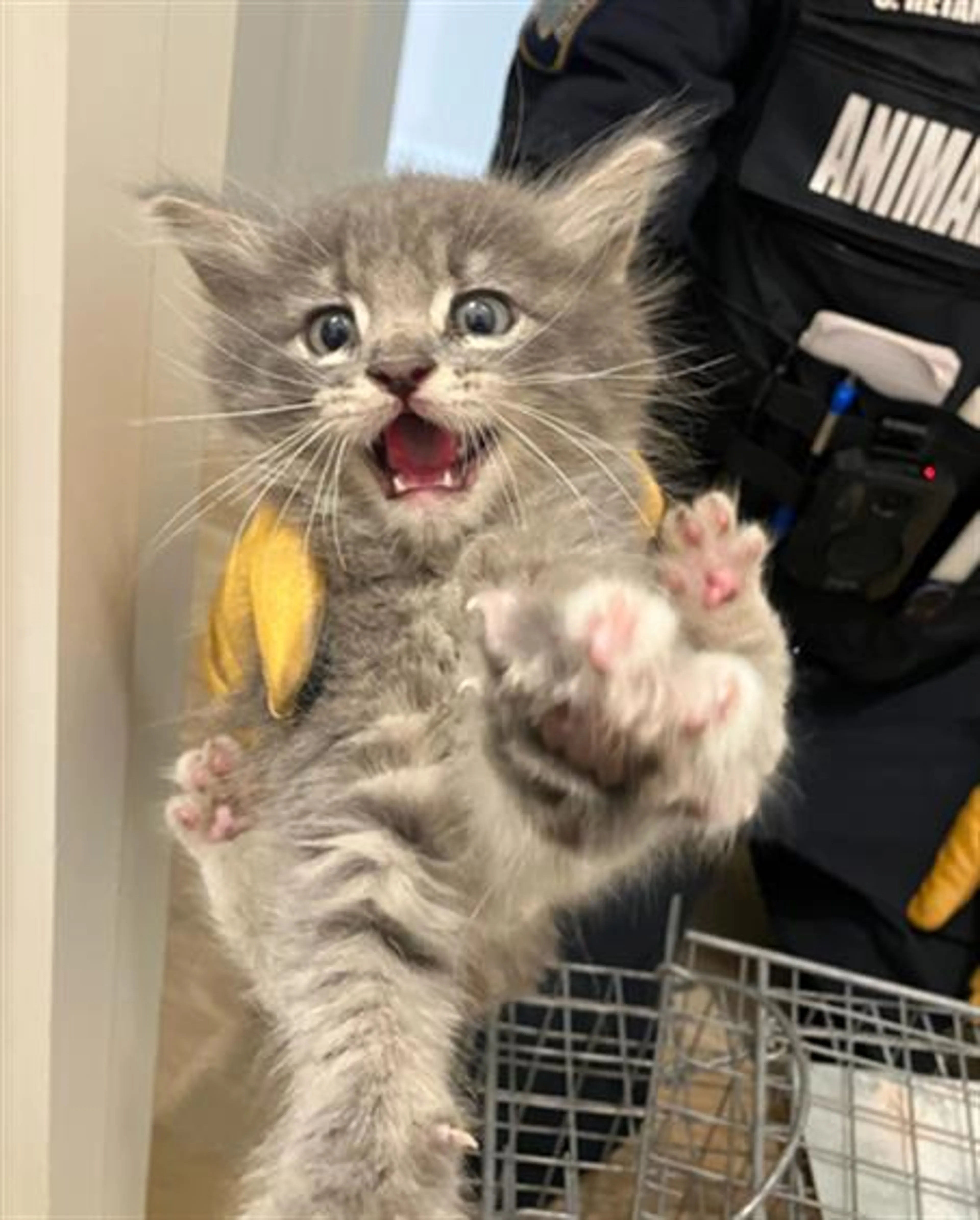 Found pet