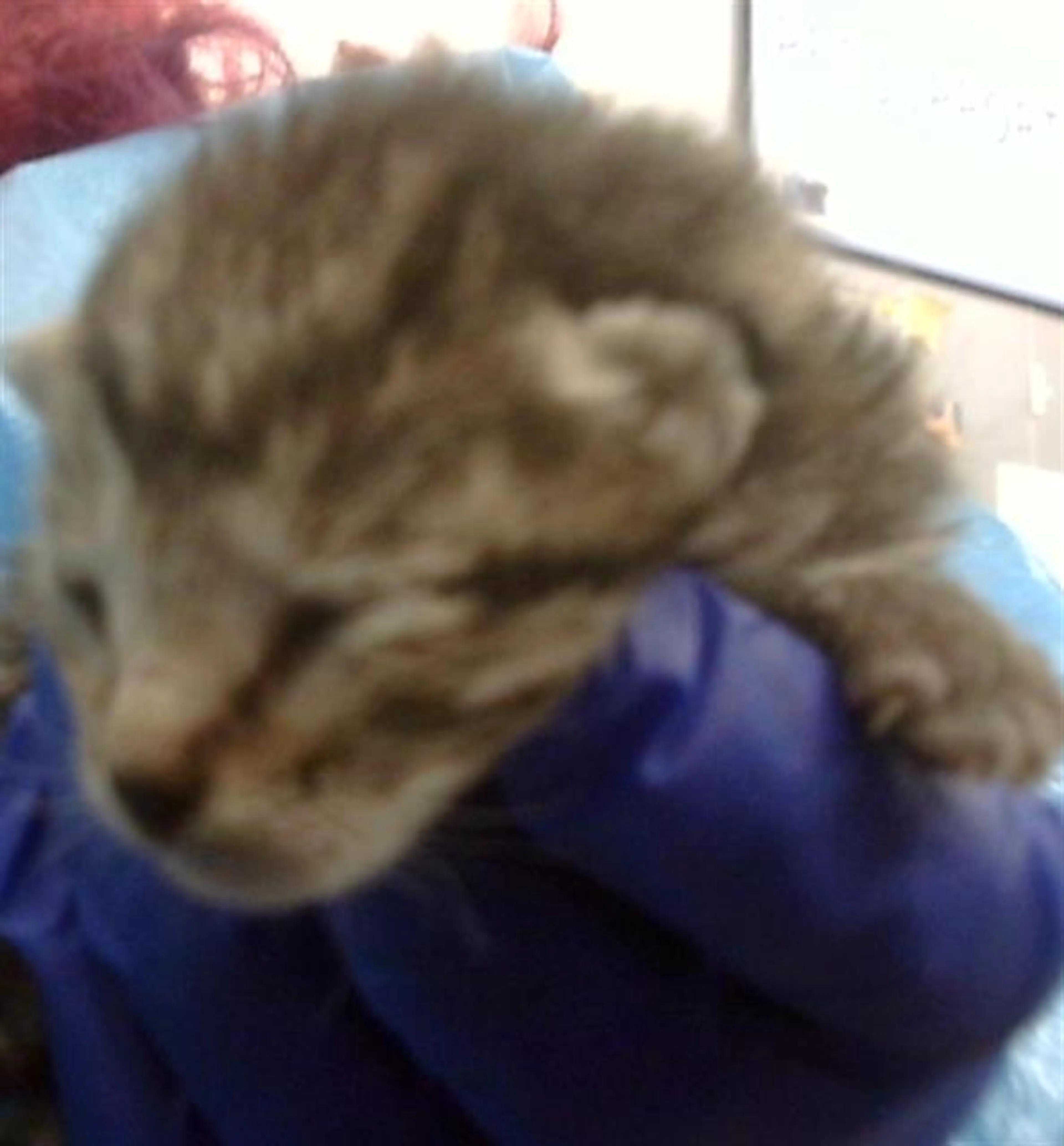 Found pet