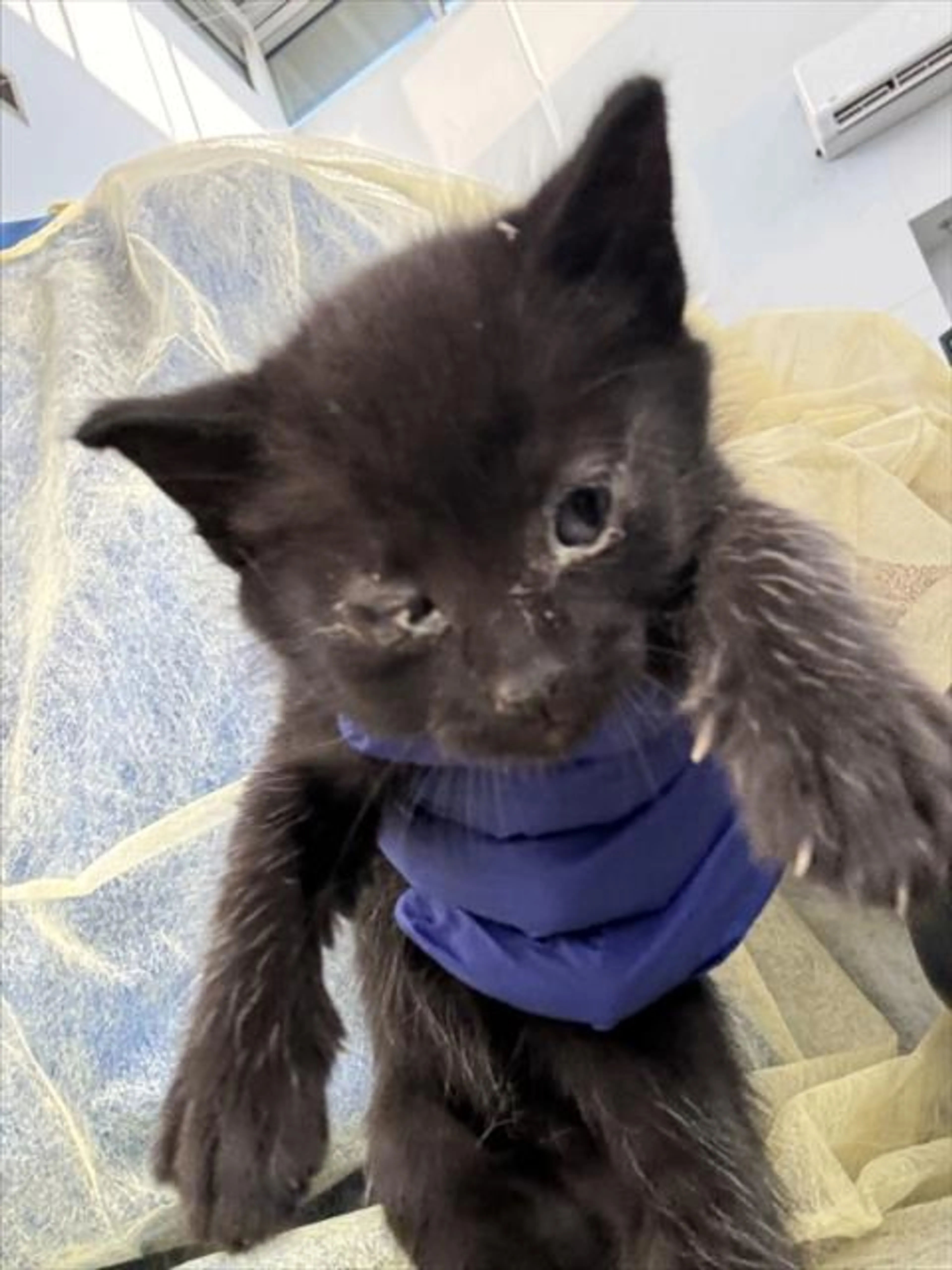 Found pet