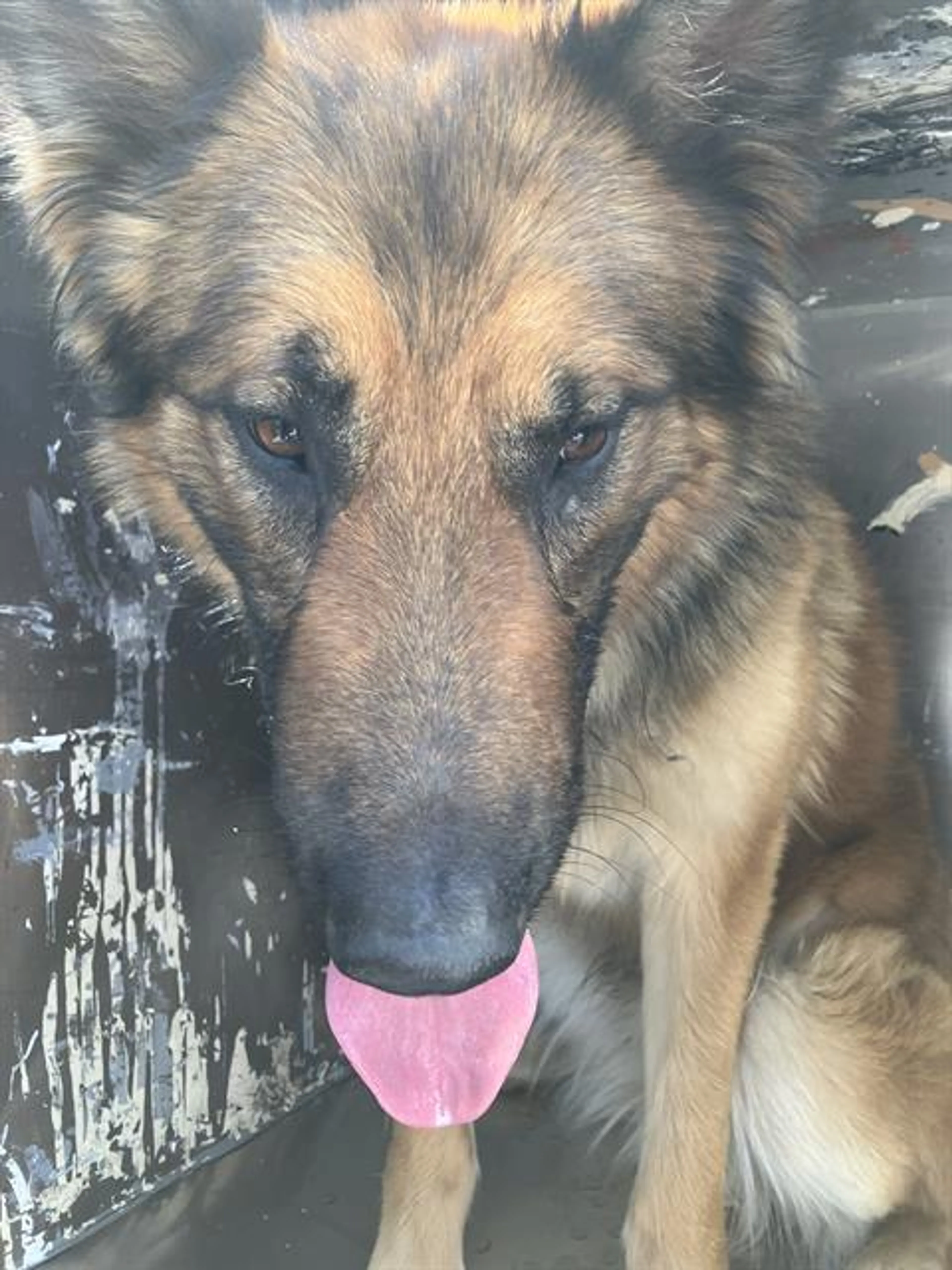 Found pet